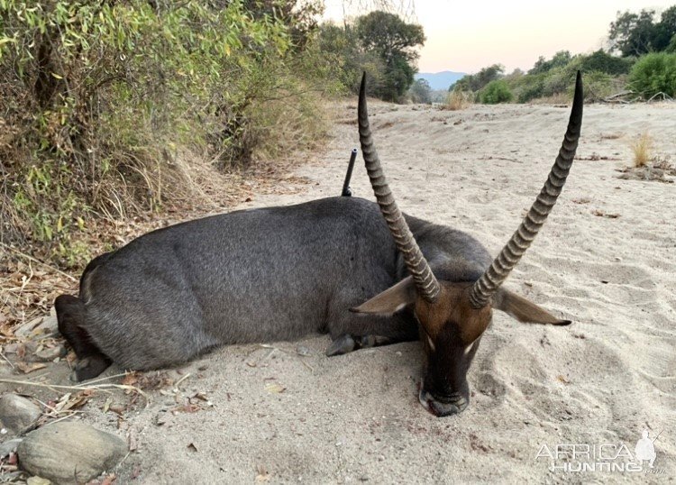 Waterbuck Hunt Zimbabwe