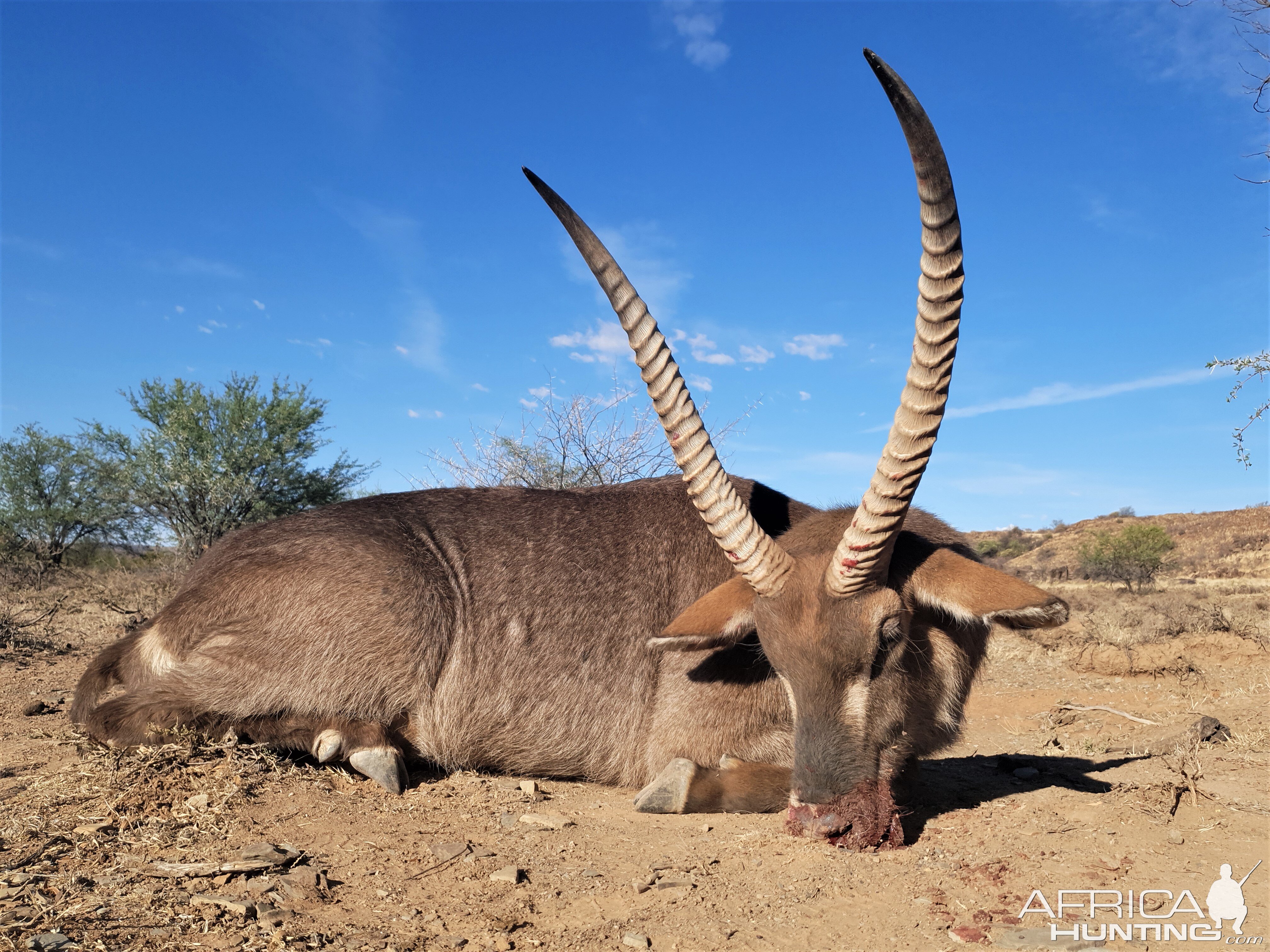 Waterbuck Hunting Eastern Cape South Africa