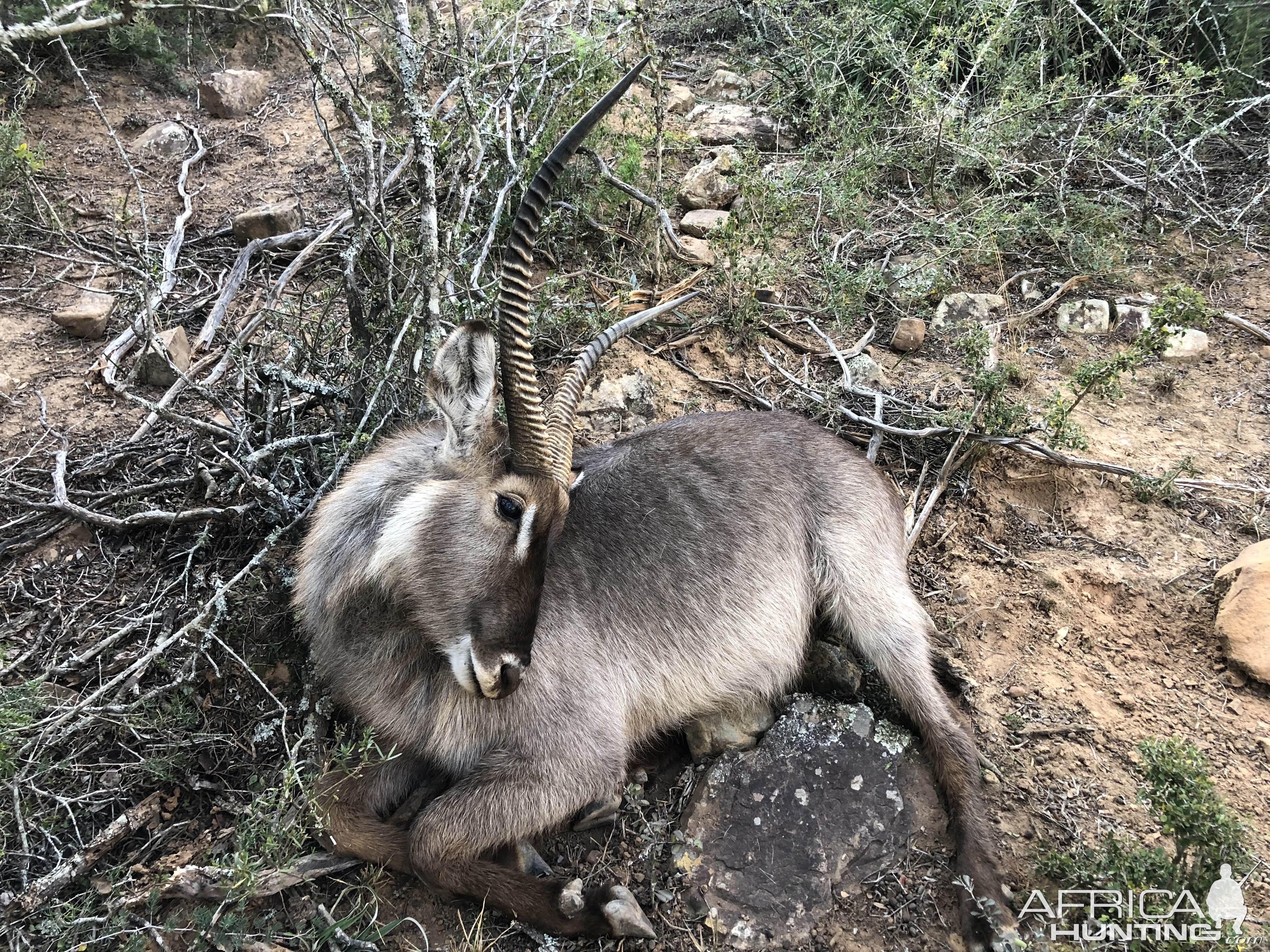 Waterbuck Hunting Eastern Cape South Africa