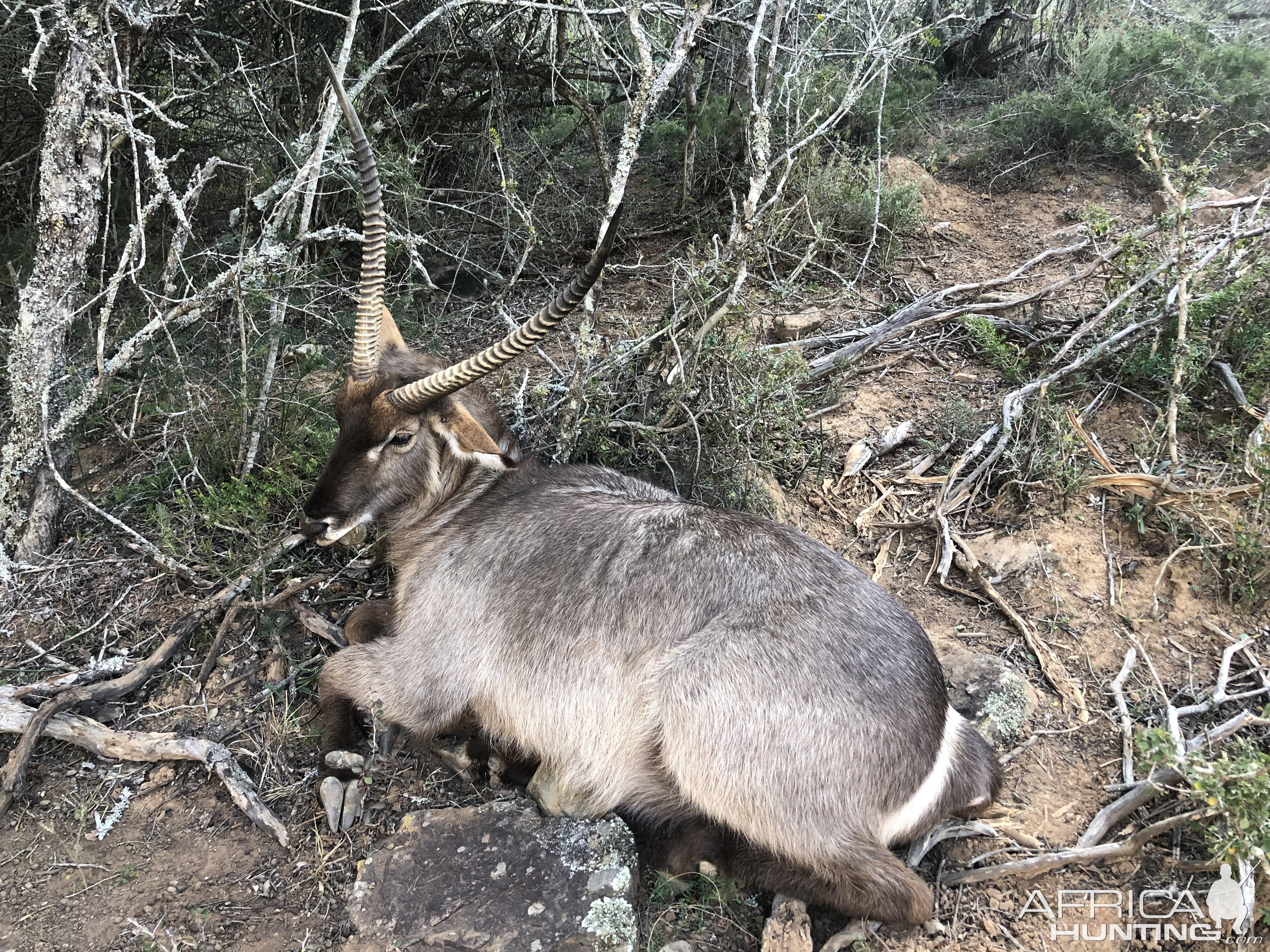 Waterbuck Hunting Eastern Cape South Africa