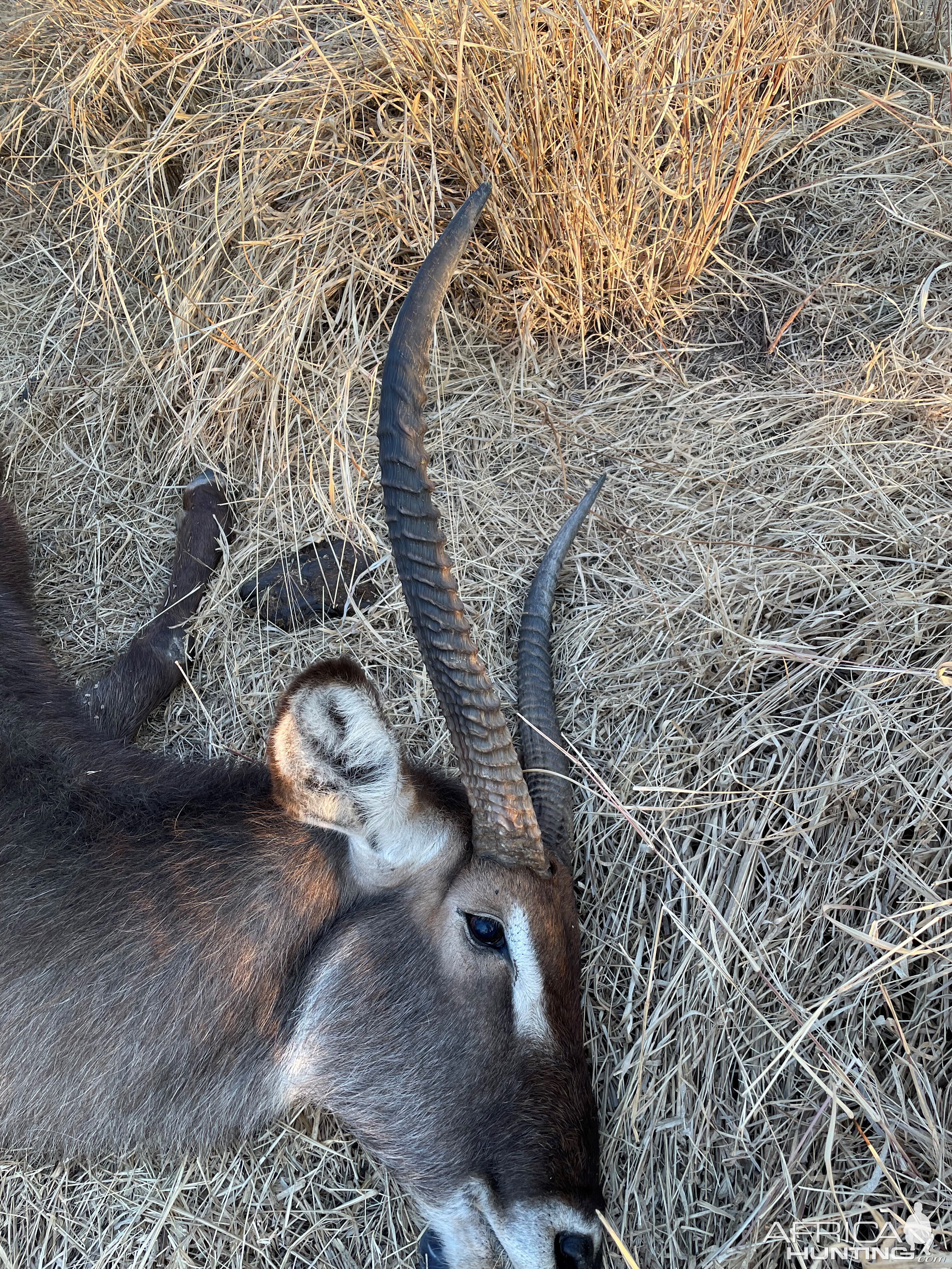 Waterbuck Hunting Limpopo South Africa