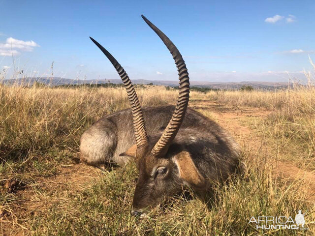 Waterbuck Hunting South Africa