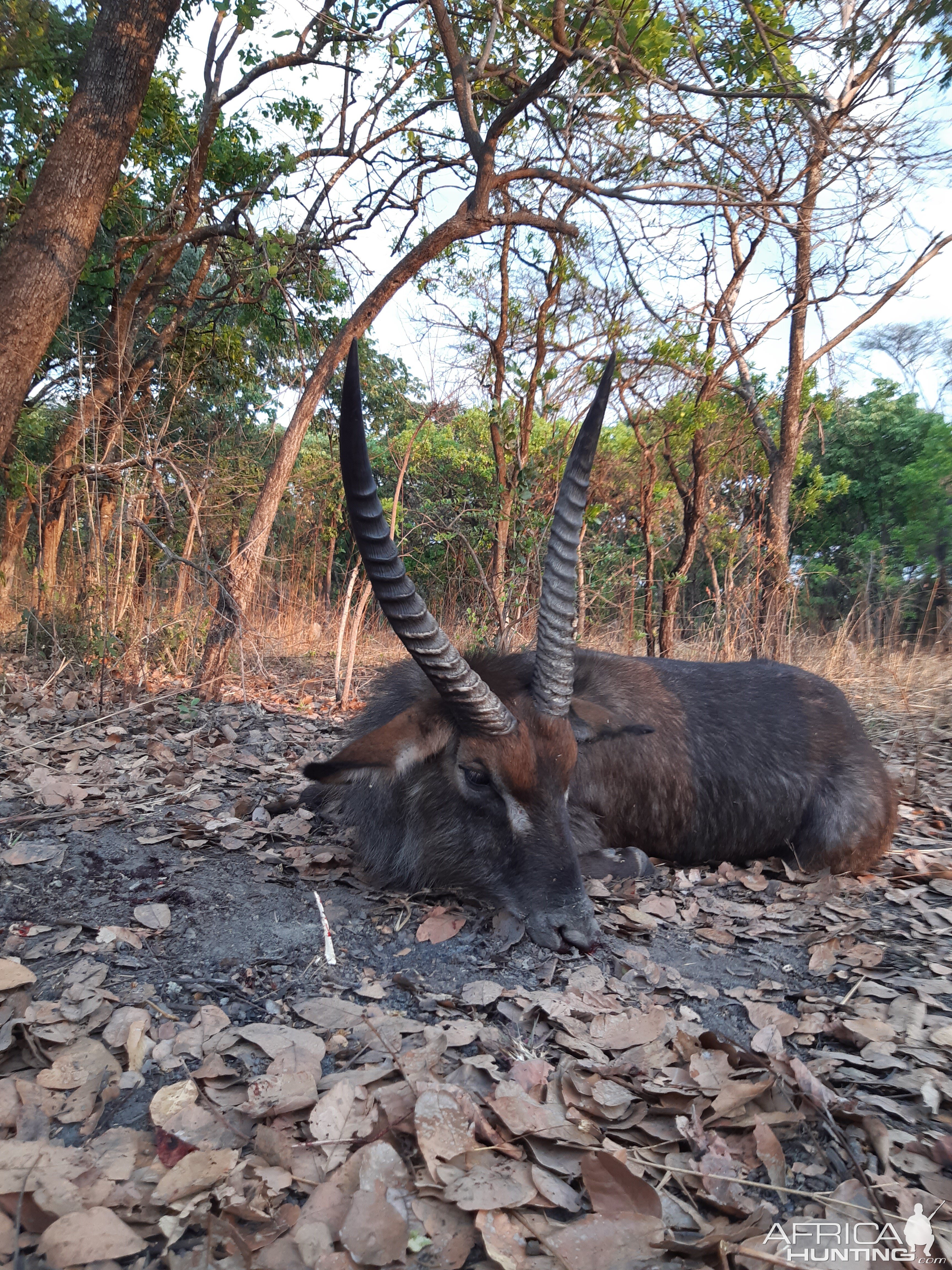 Waterbuck Hunting Zambia