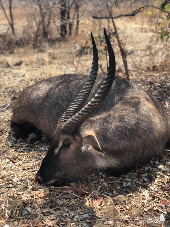 Waterbuck Hunting Zambia