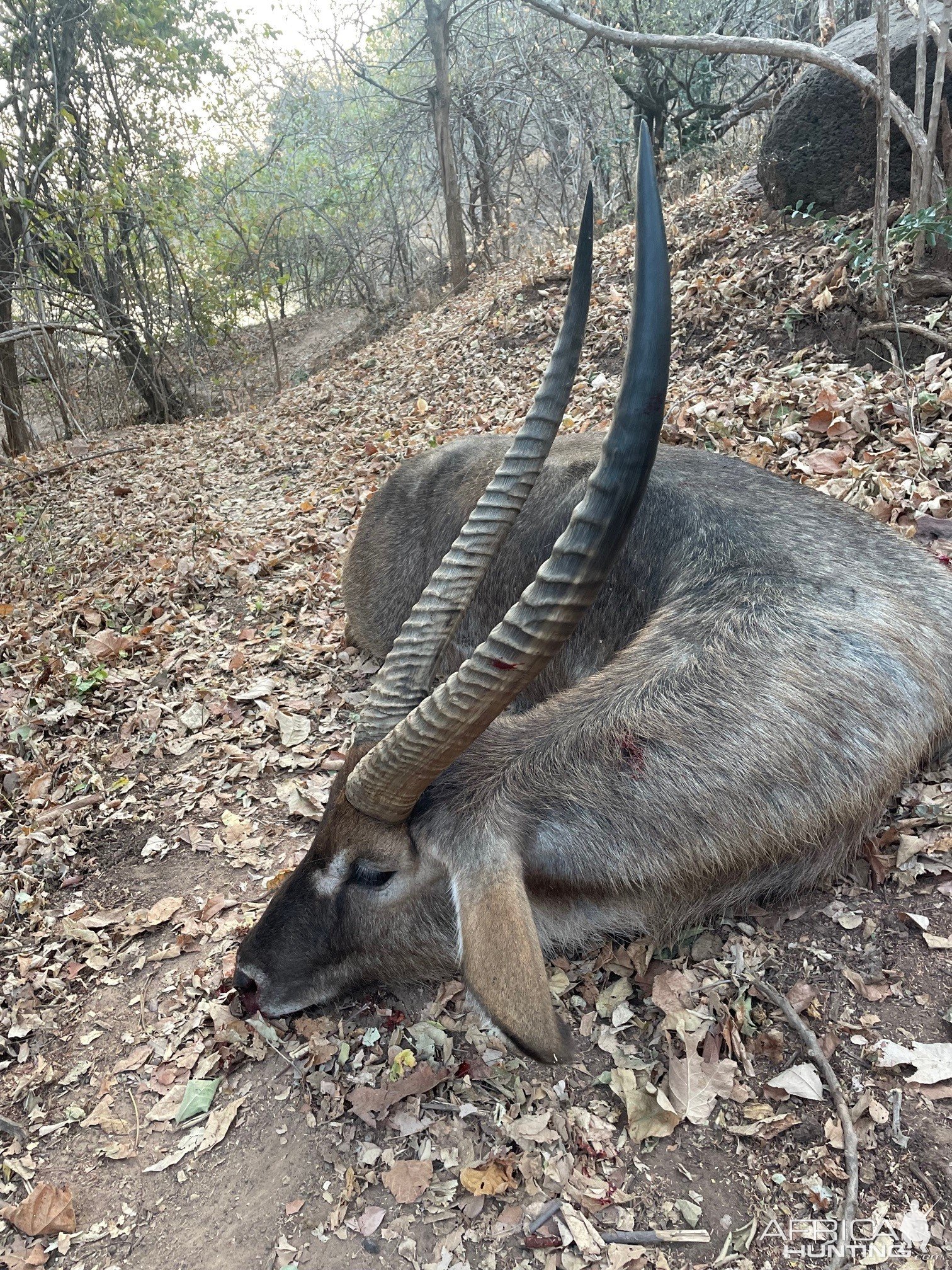 Waterbuck Hunting Zimbabwe