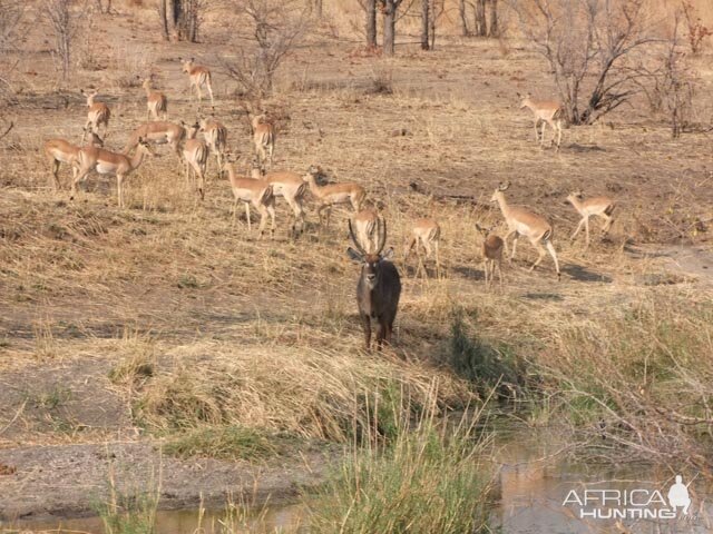 Waterbuck & Impala City