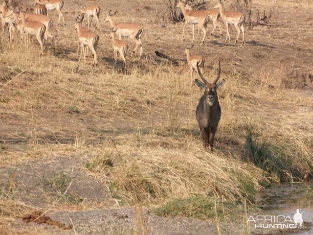 Waterbuck & Impala City