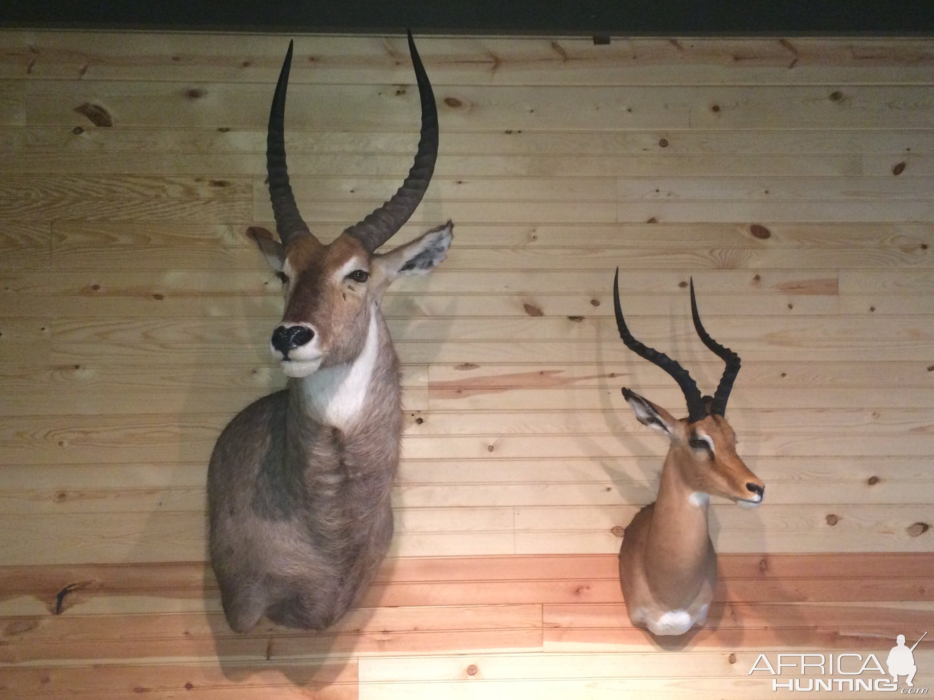 Waterbuck & Impala Shoulder Mount Taxidermy