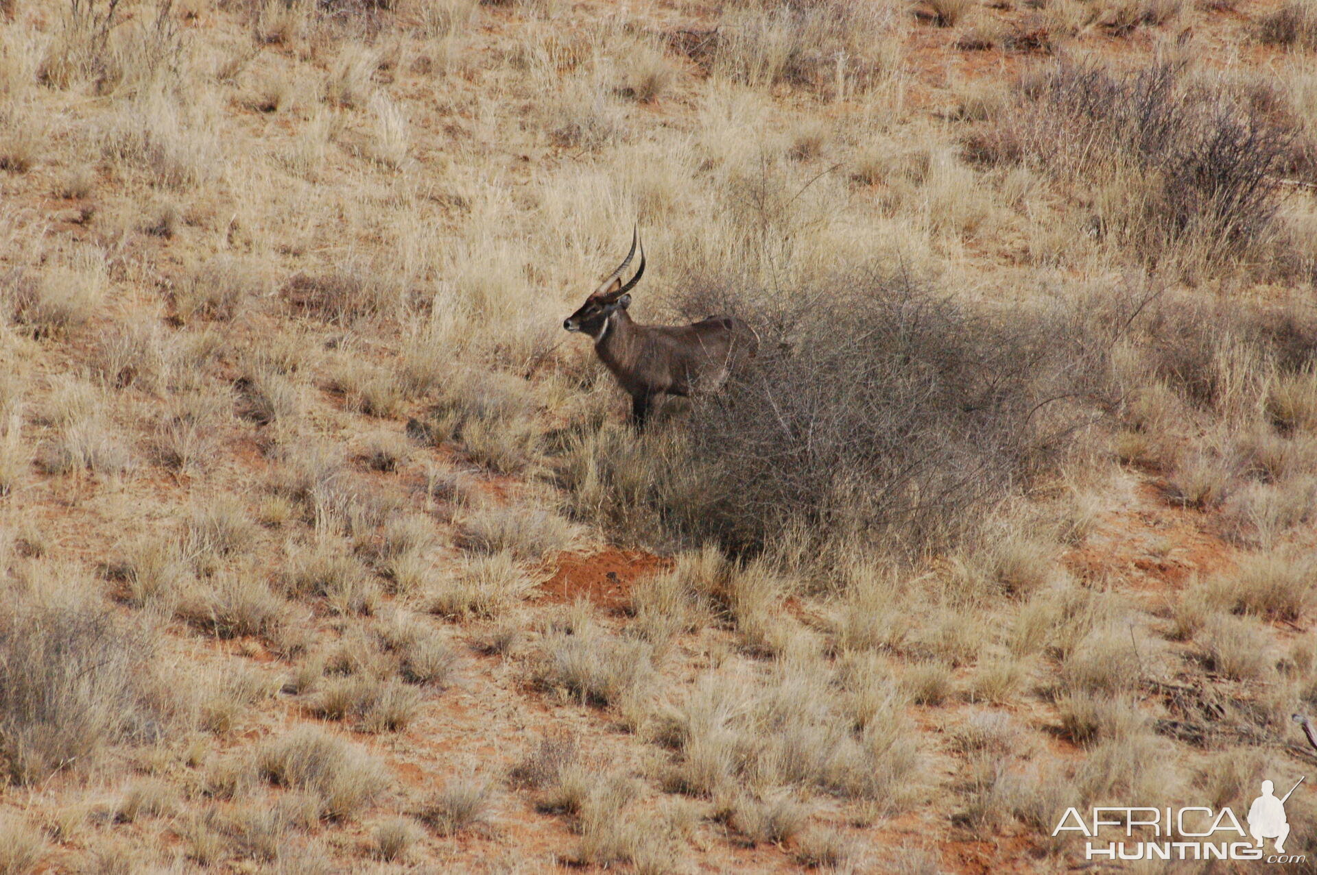 Waterbuck in Namibia