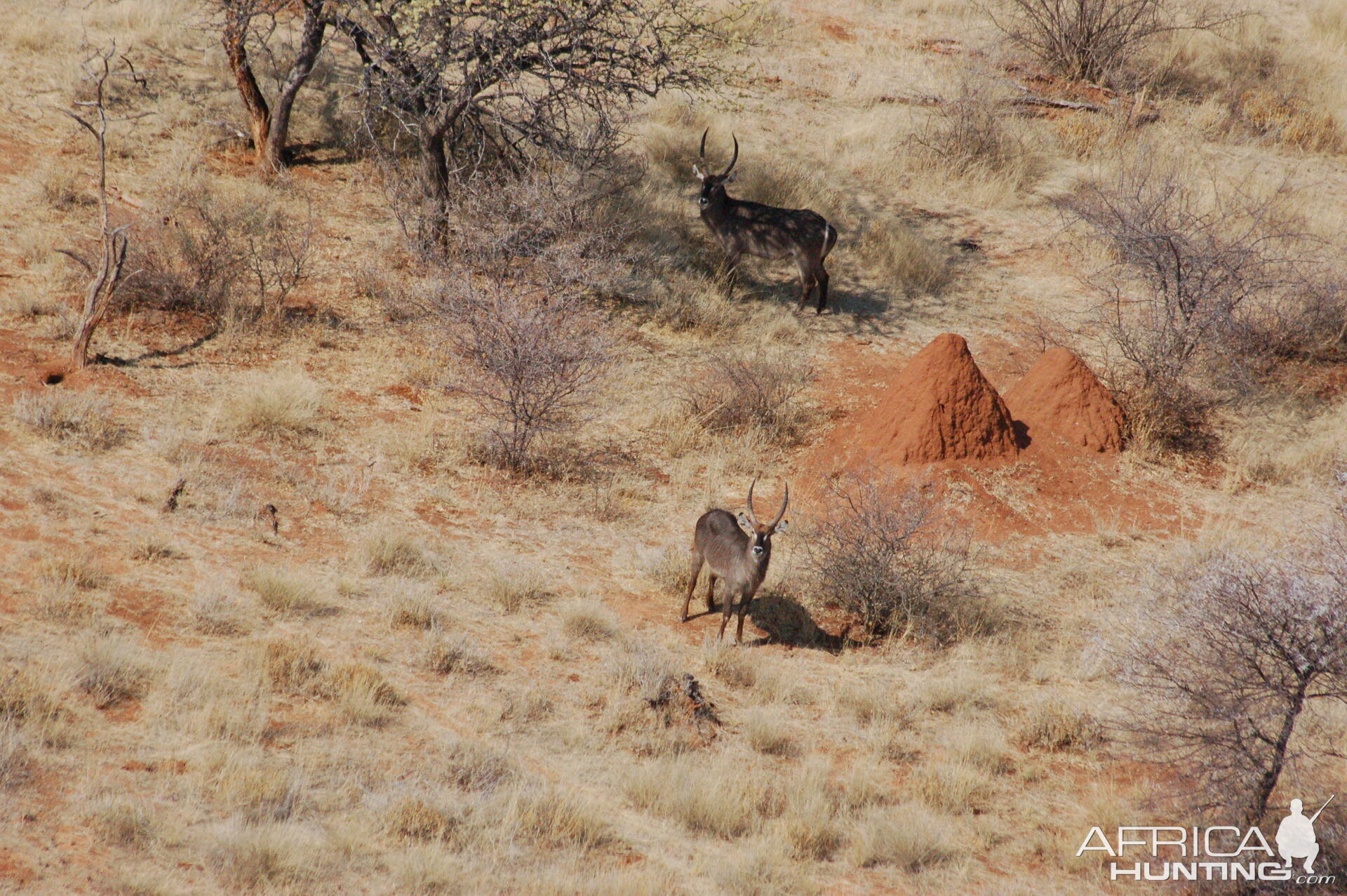 Waterbuck in Namibia