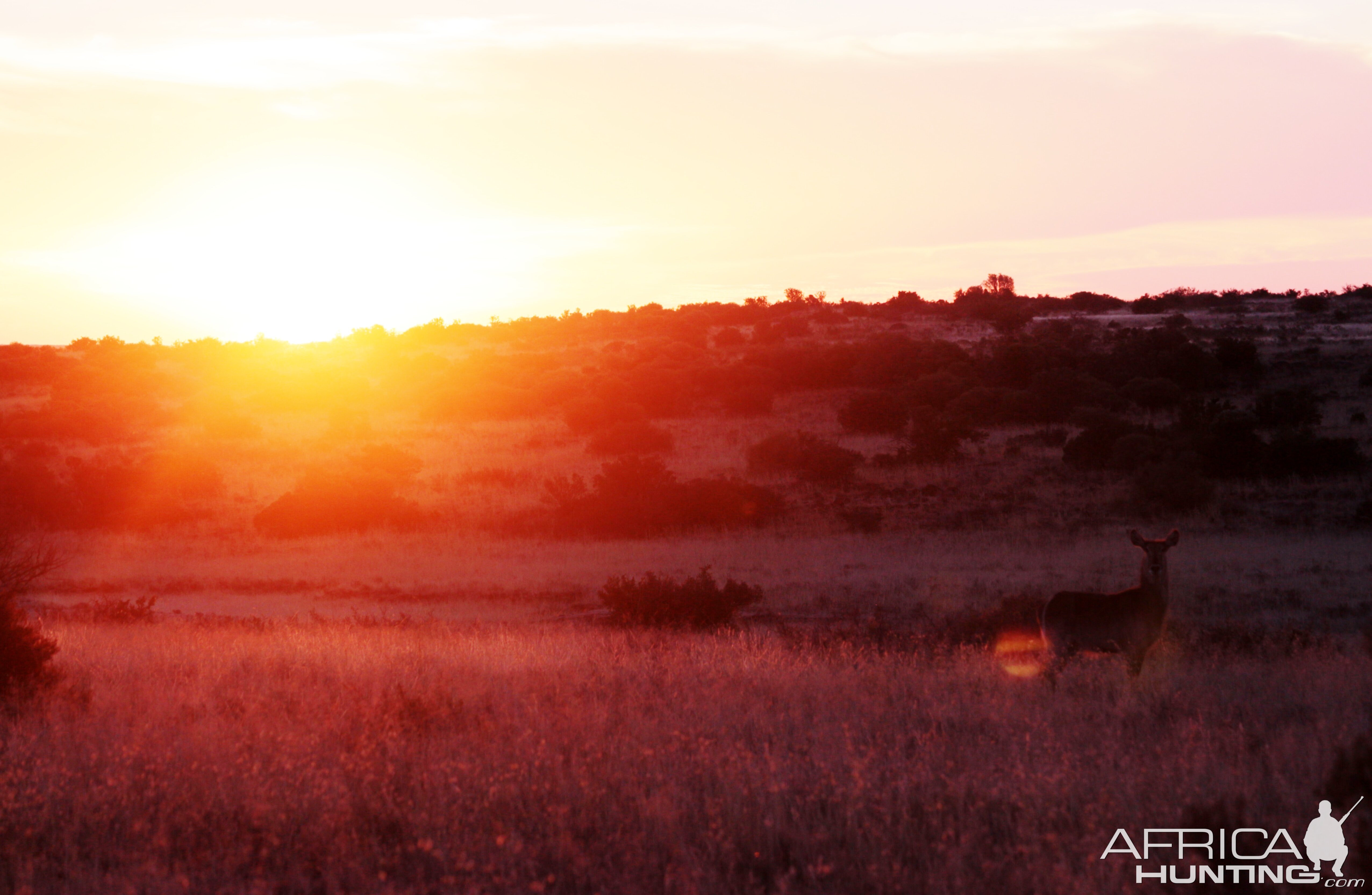 Waterbuck in Sunset South Africa