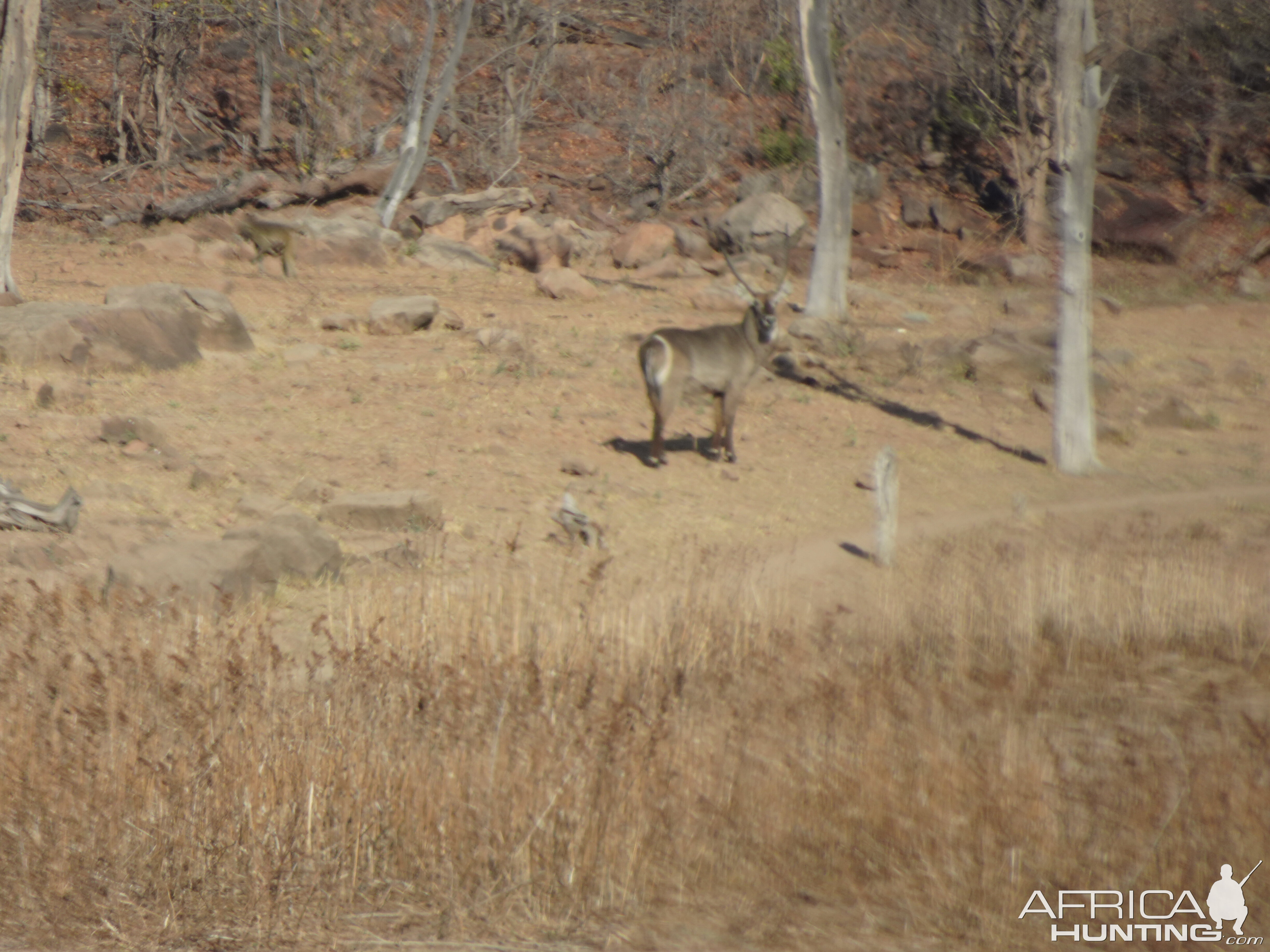 Waterbuck in Zimbabwe