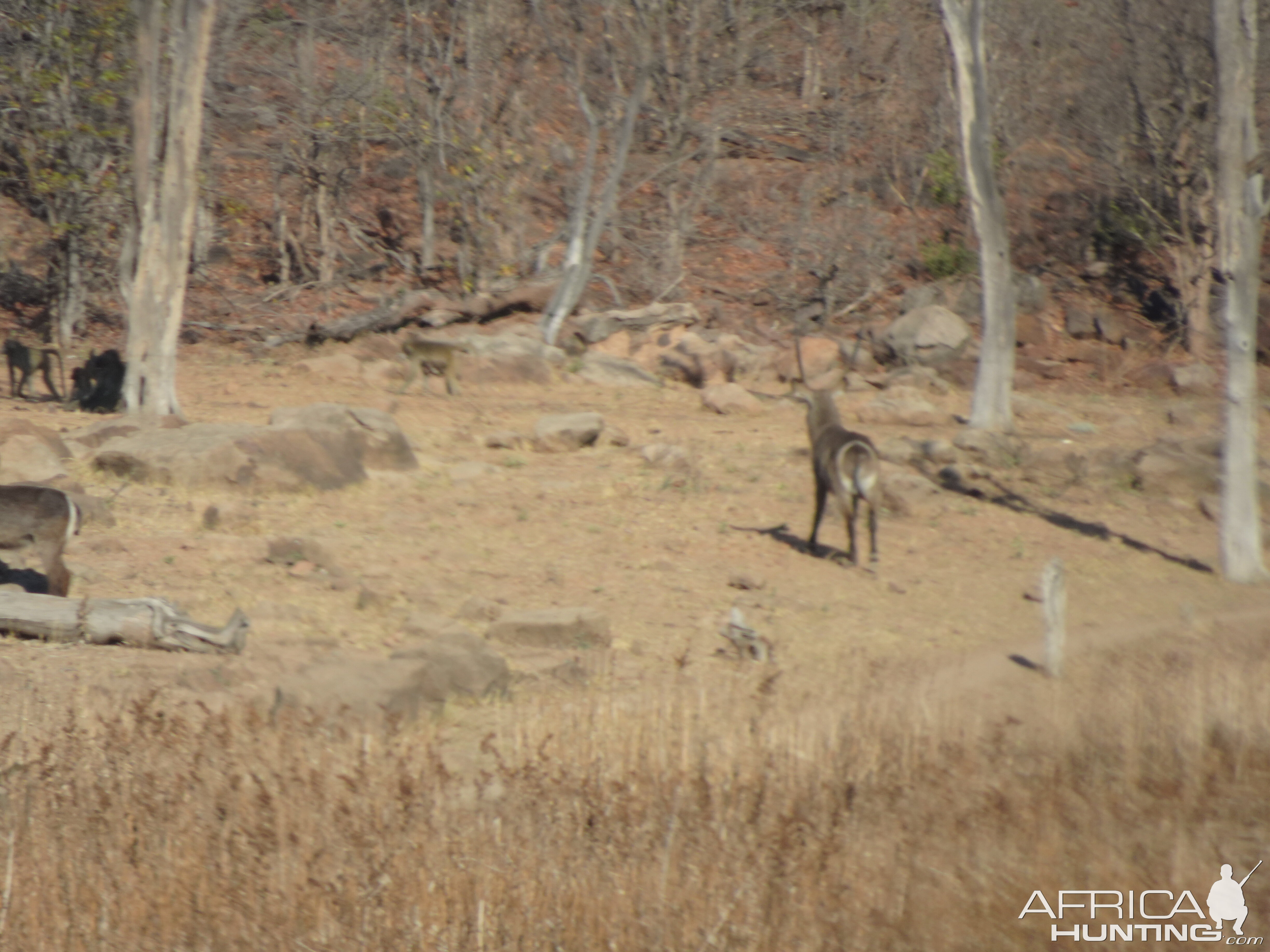 Waterbuck in Zimbabwe