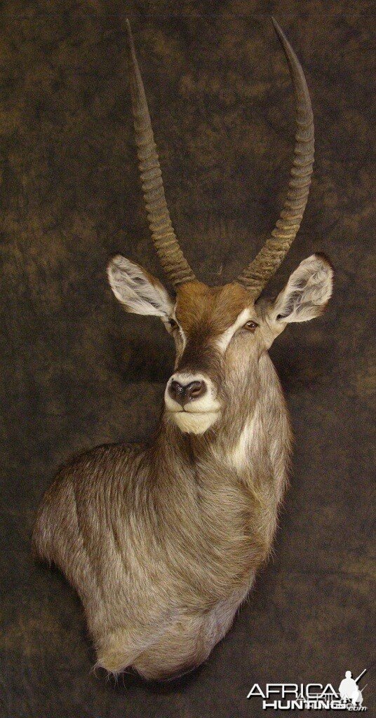 Waterbuck mount