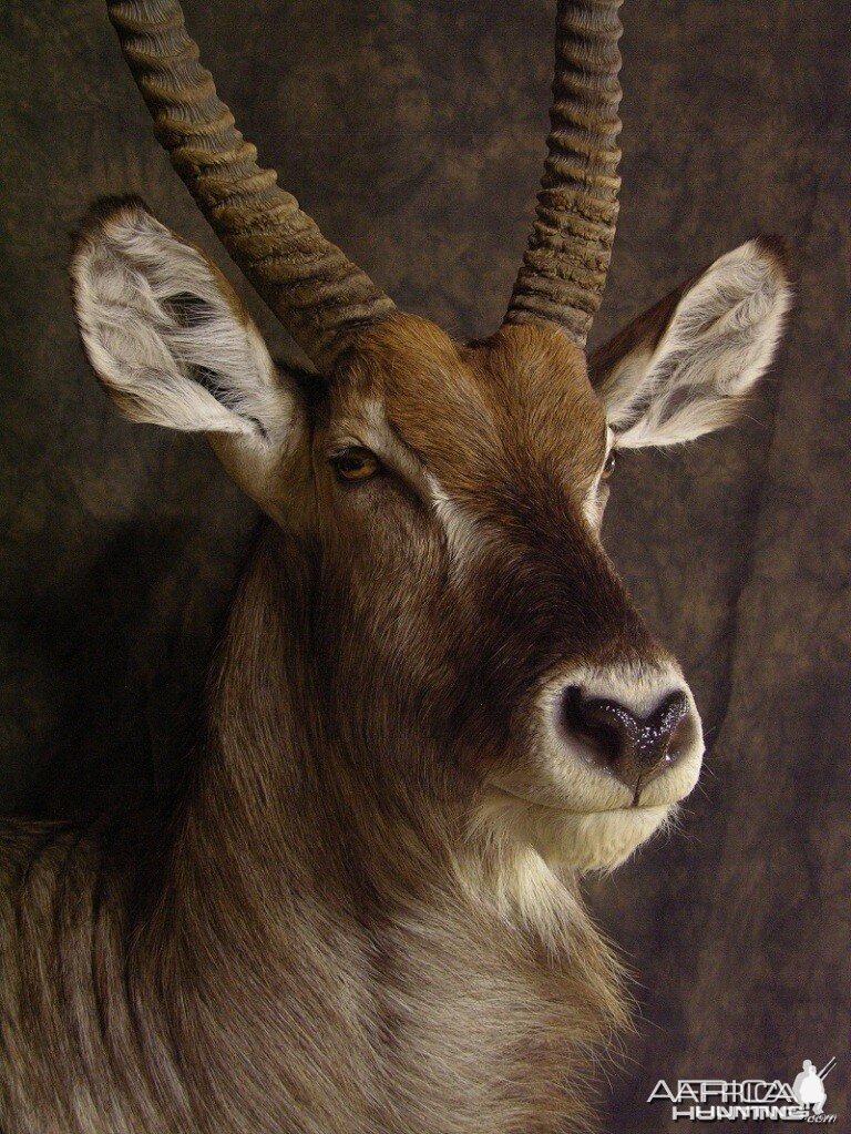 Waterbuck mount