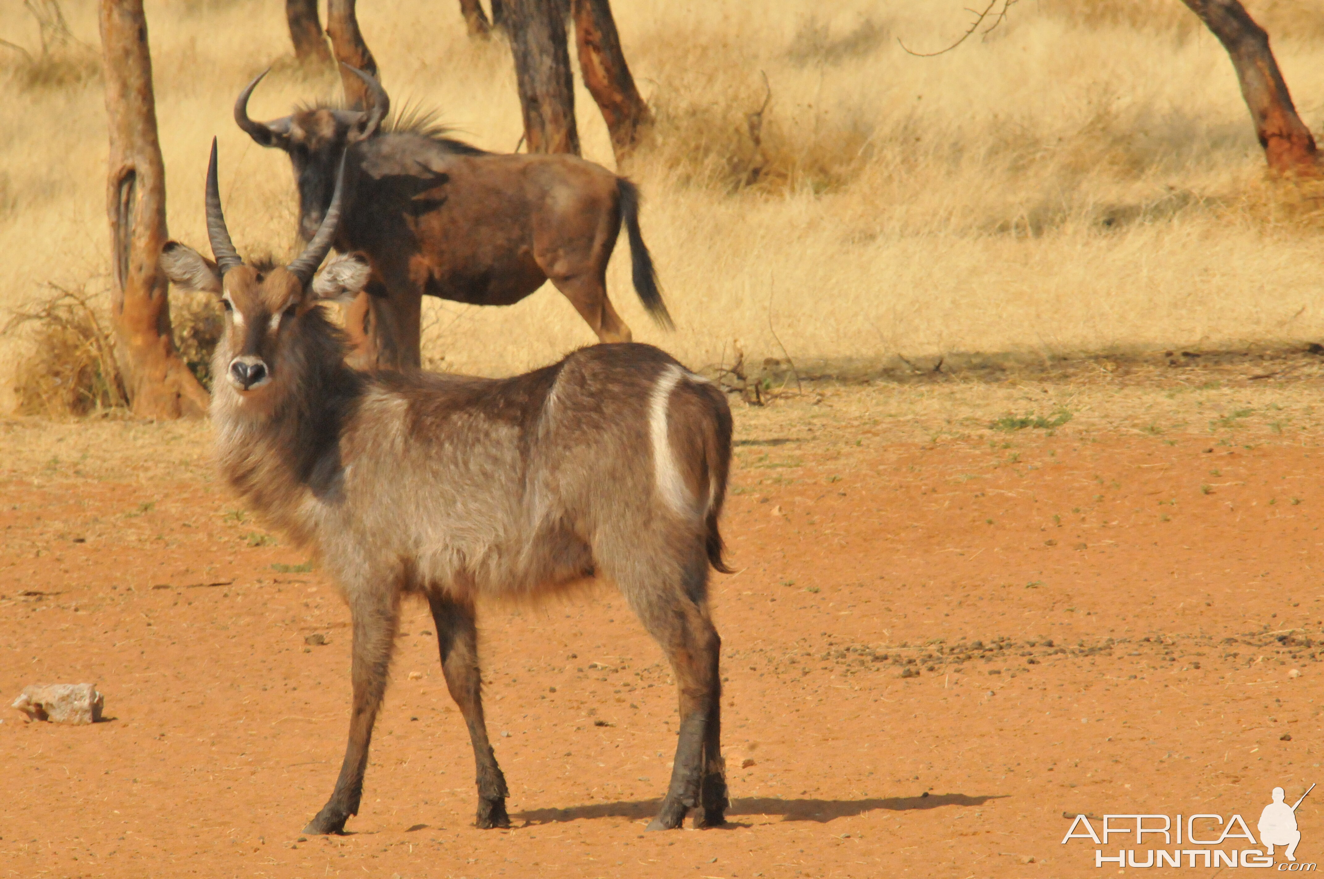 Waterbuck Namibia