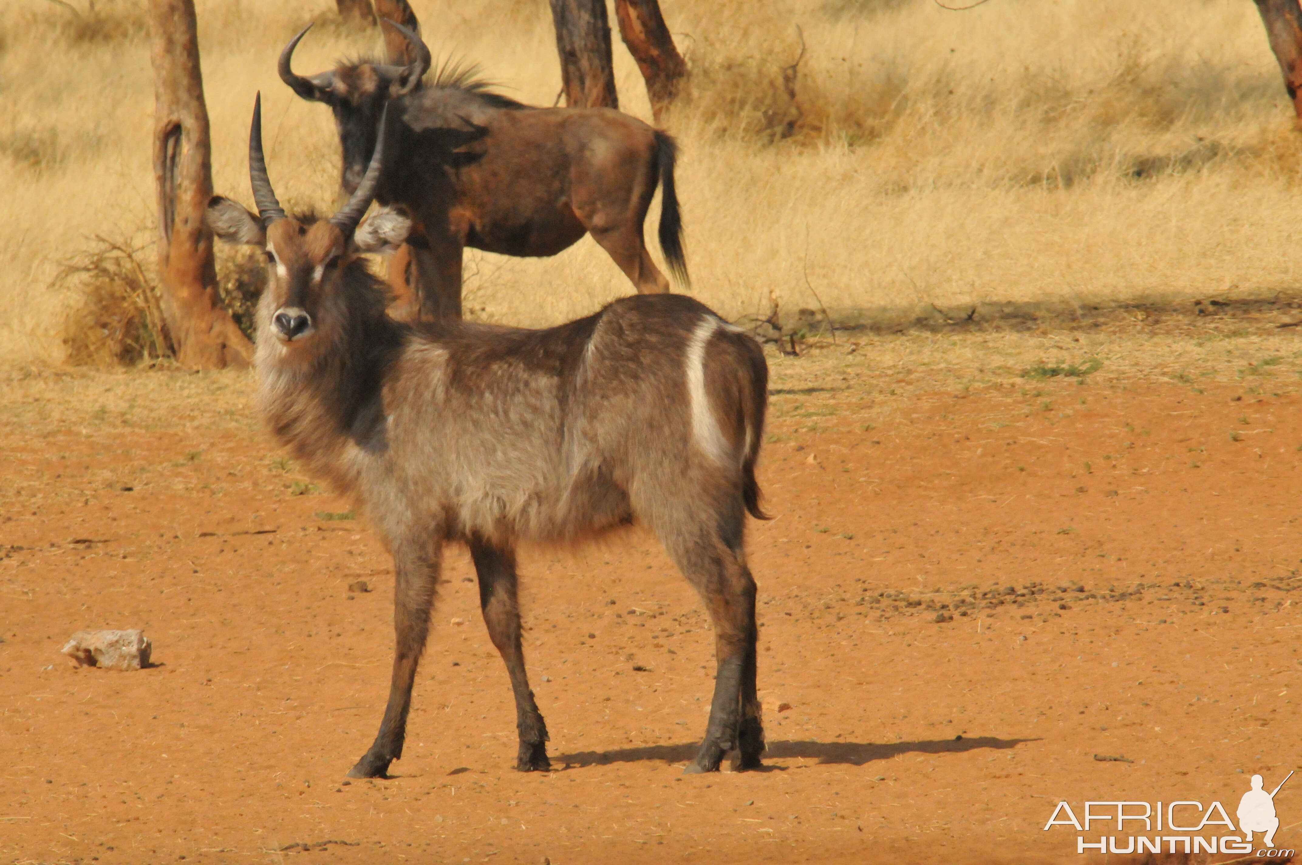 Waterbuck Namibia