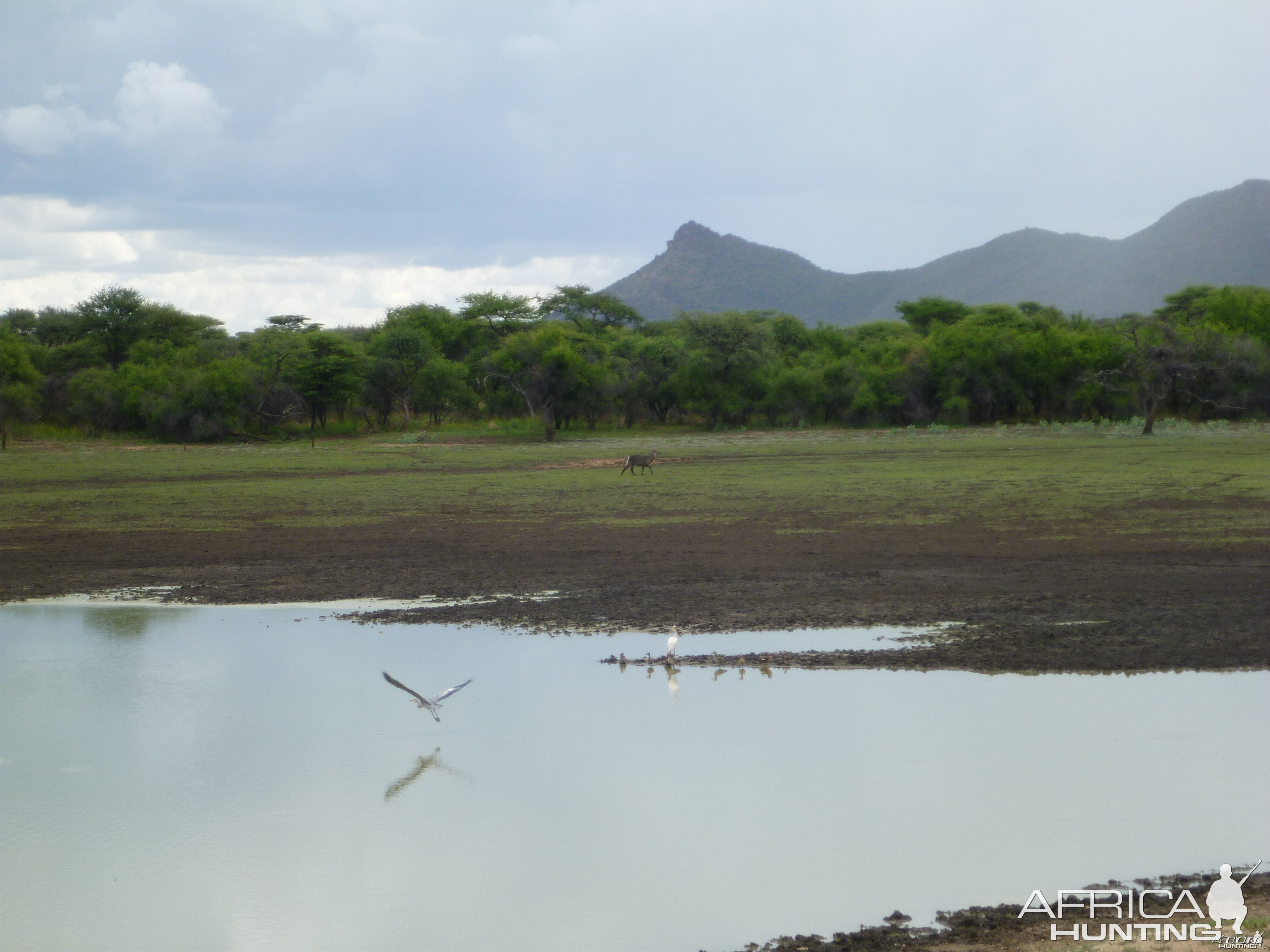 Waterbuck Namibia