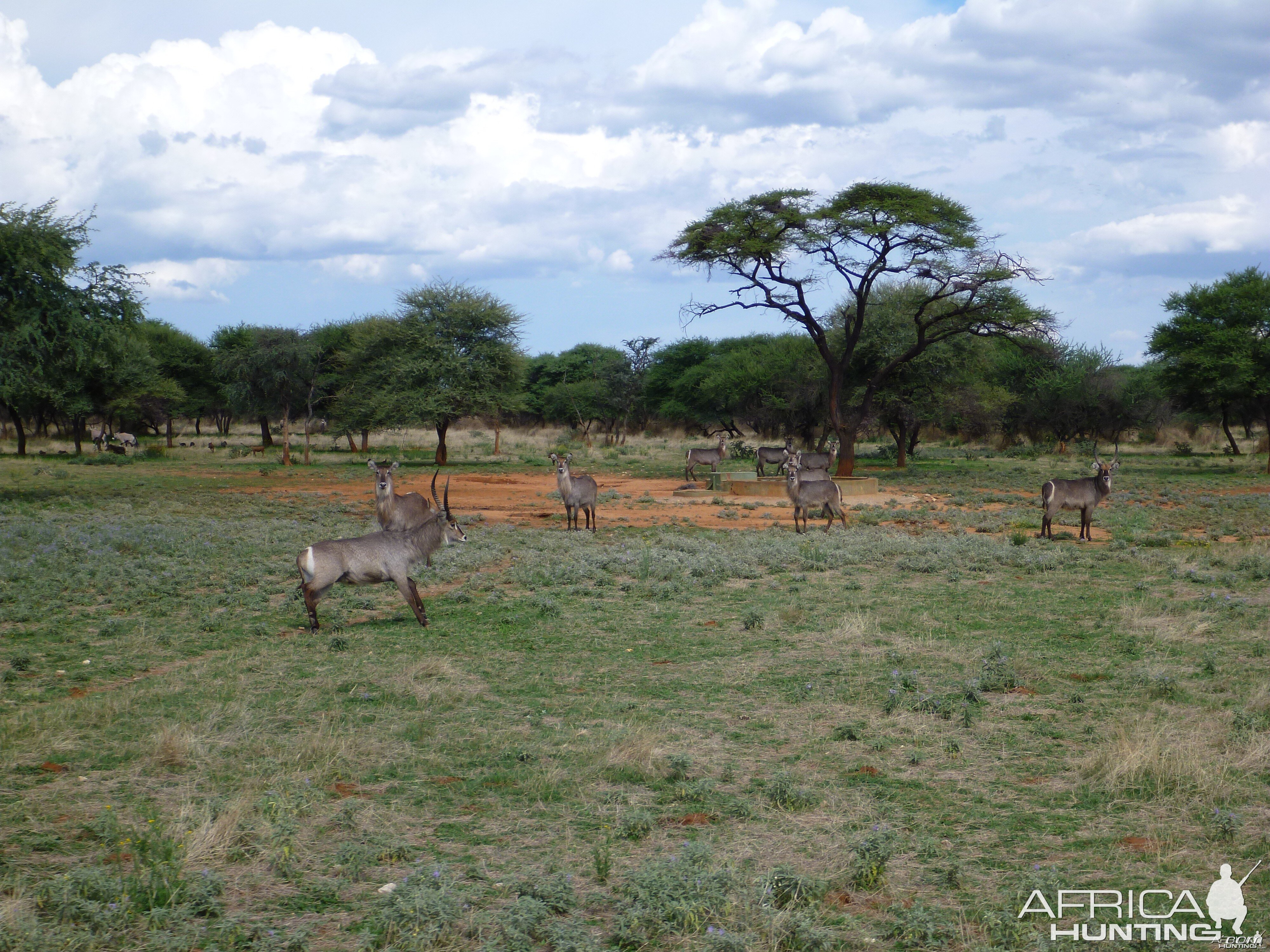 Waterbuck Namibia