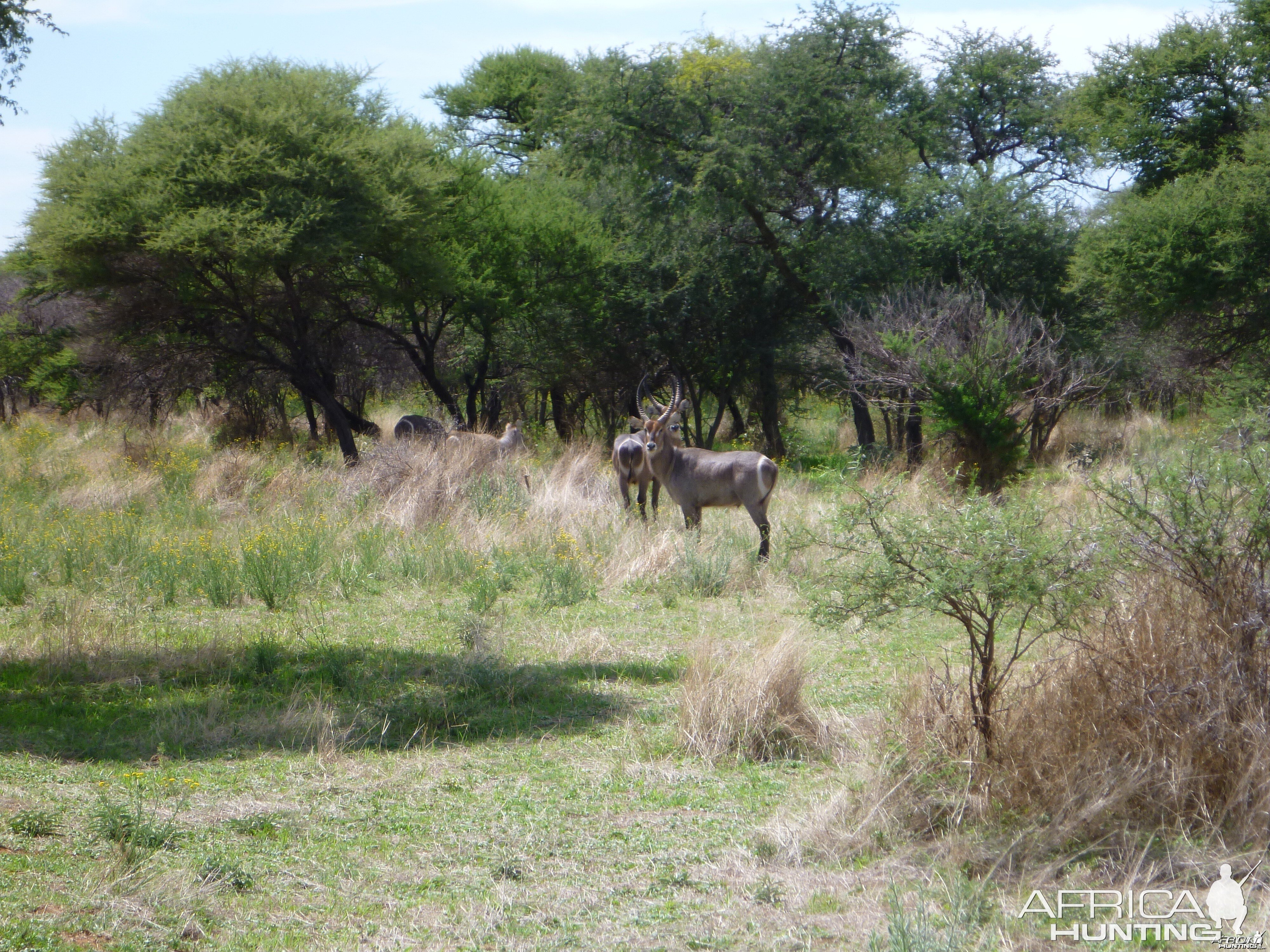 Waterbuck Namibia