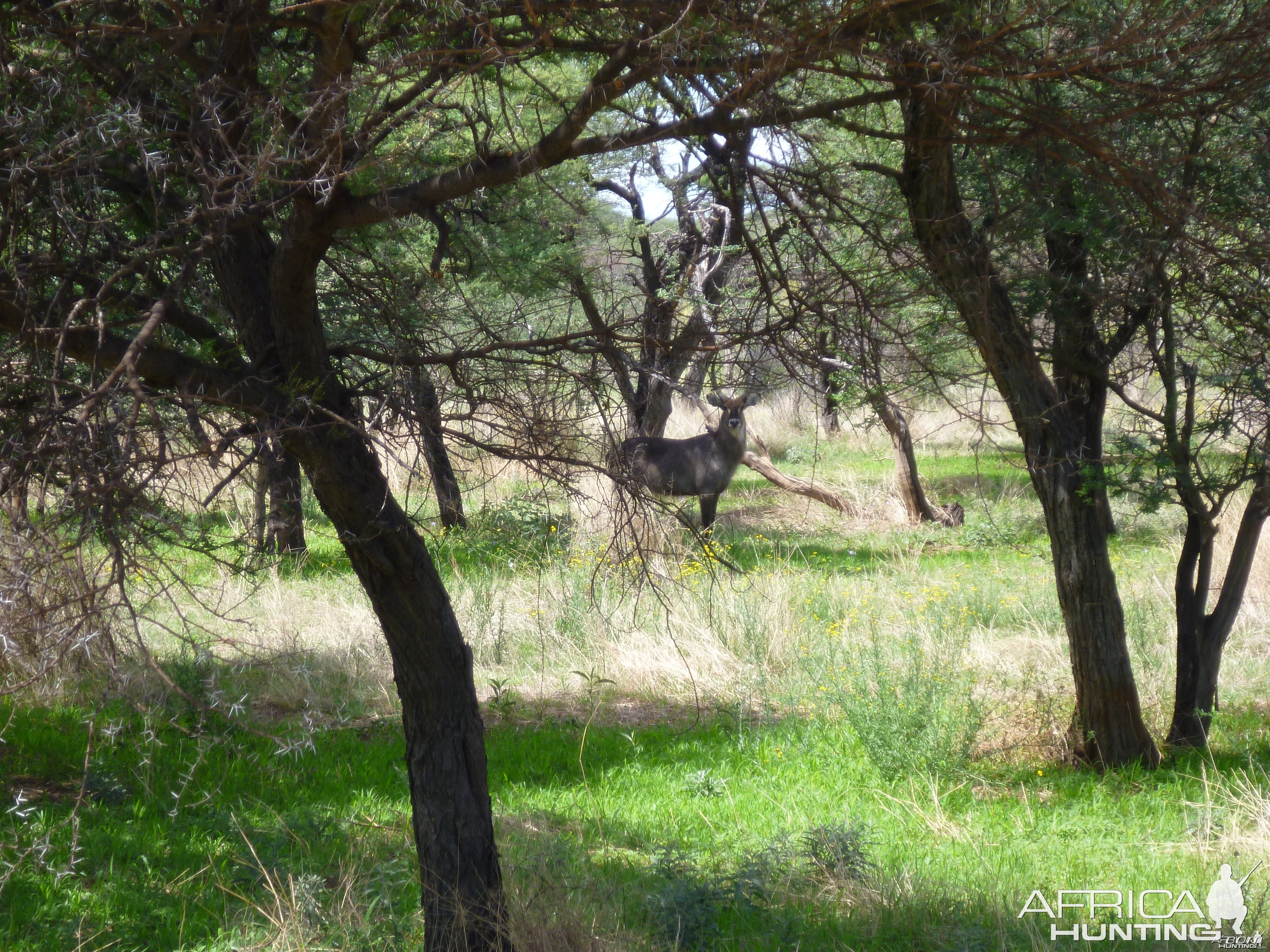 Waterbuck Namibia