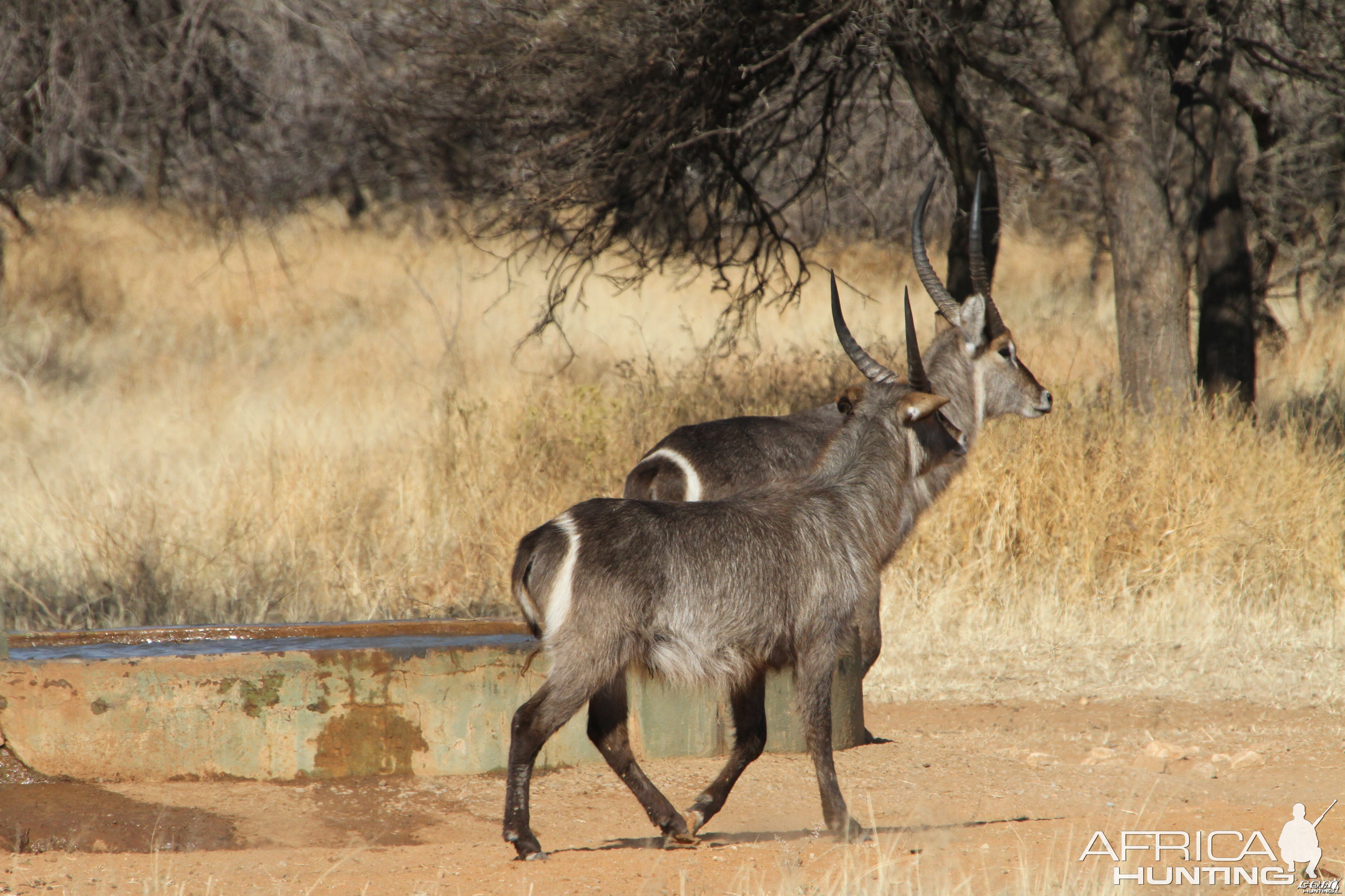 Waterbuck Namibia