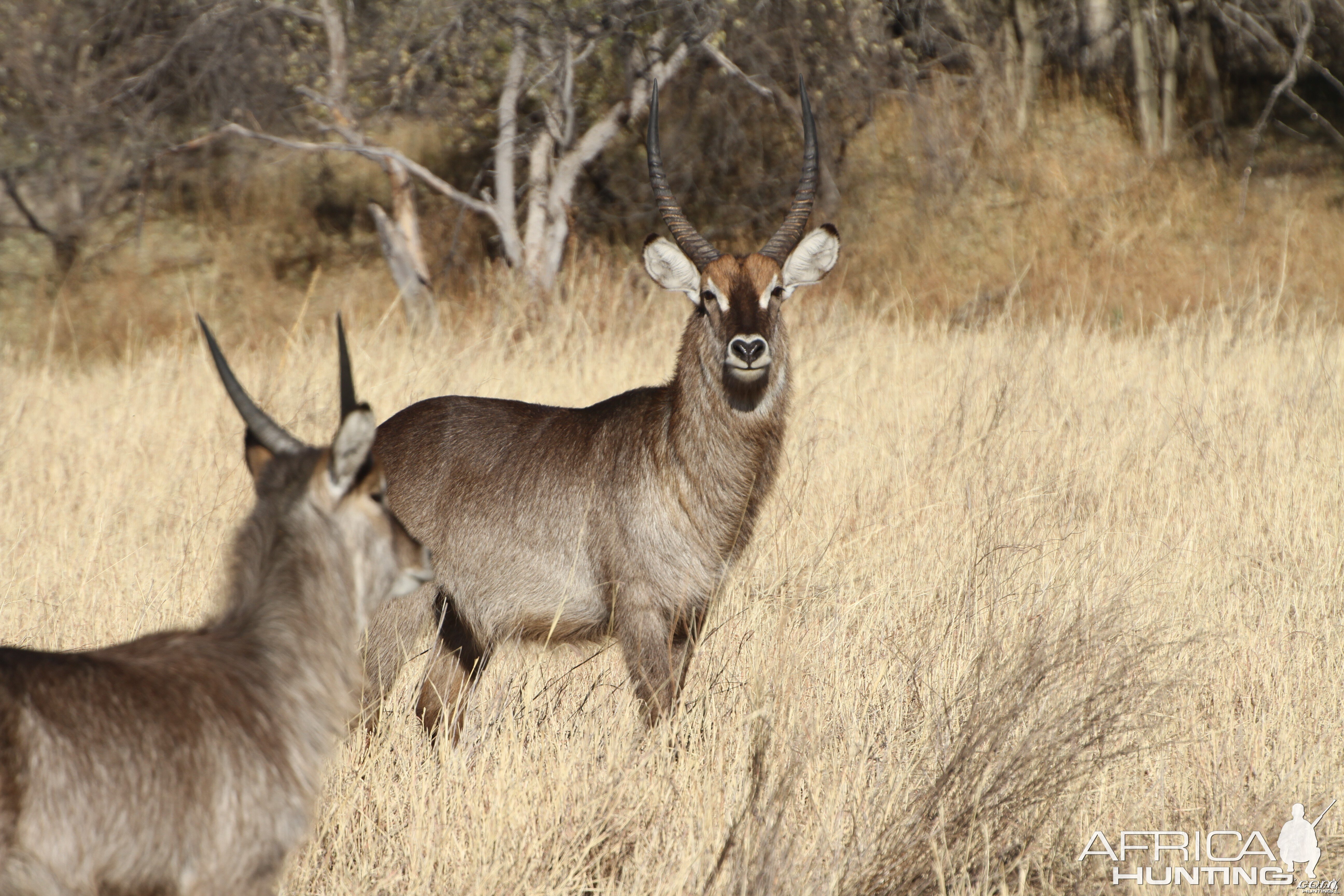 Waterbuck Namibia