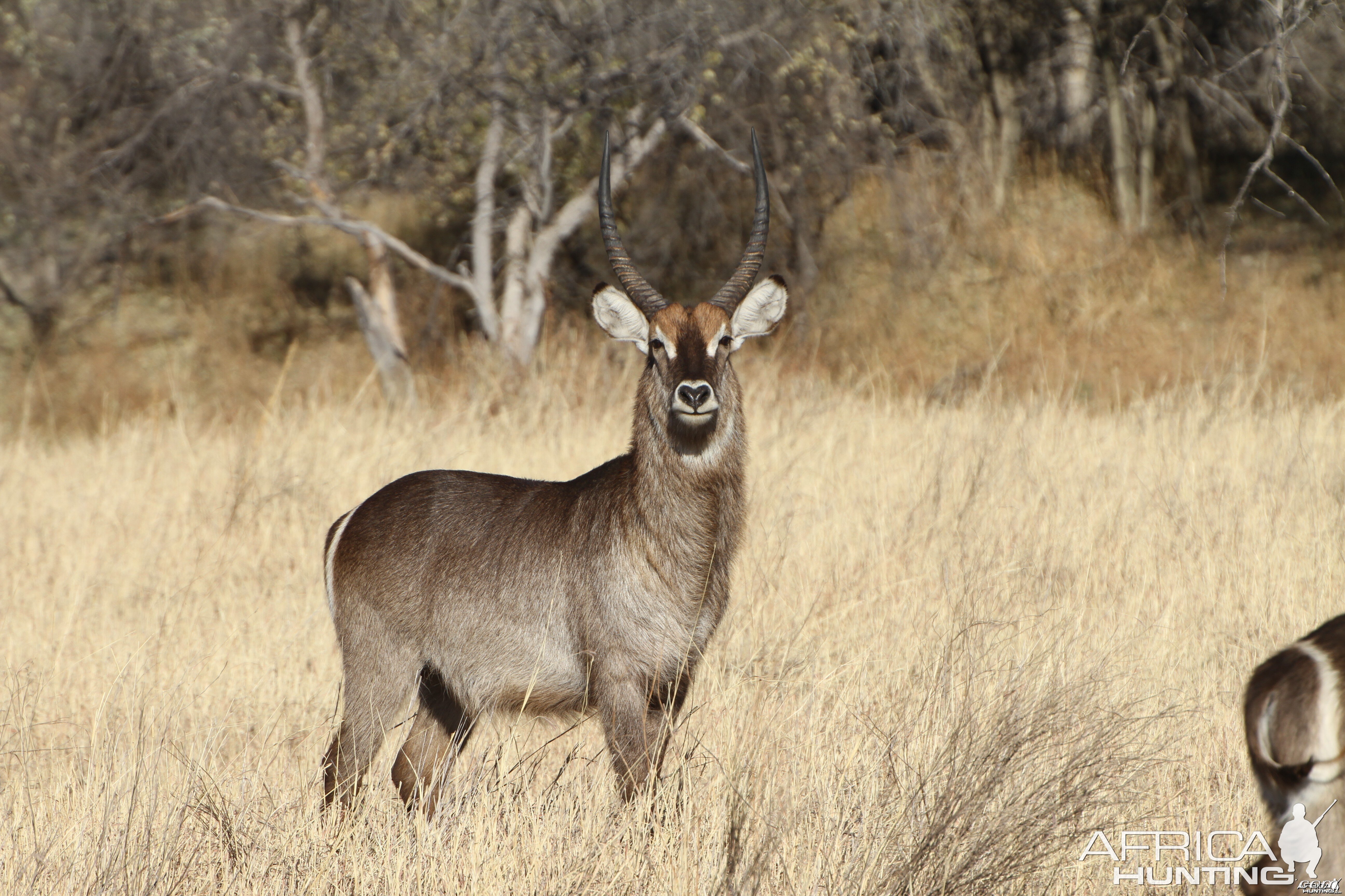 Waterbuck Namibia