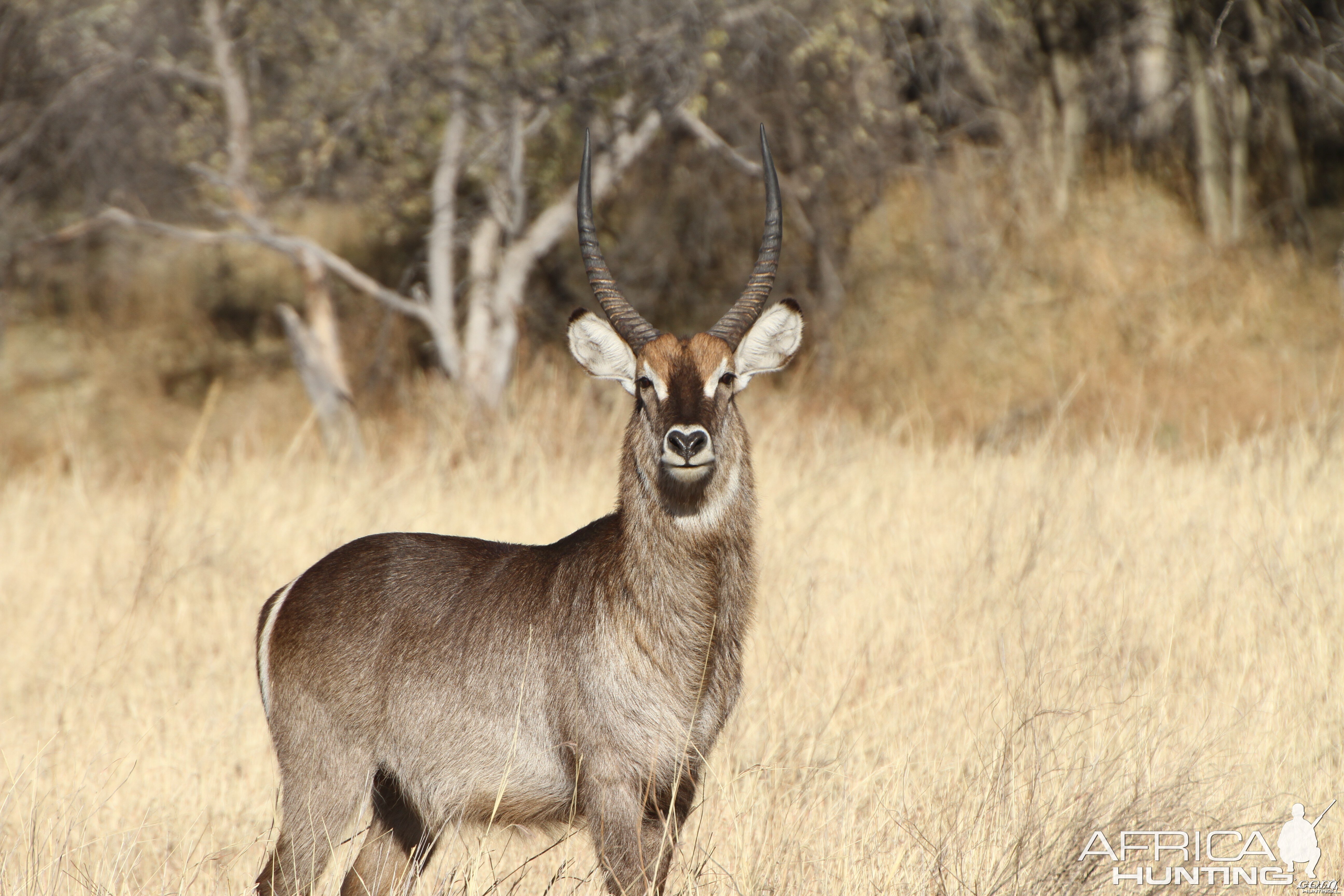 Waterbuck Namibia