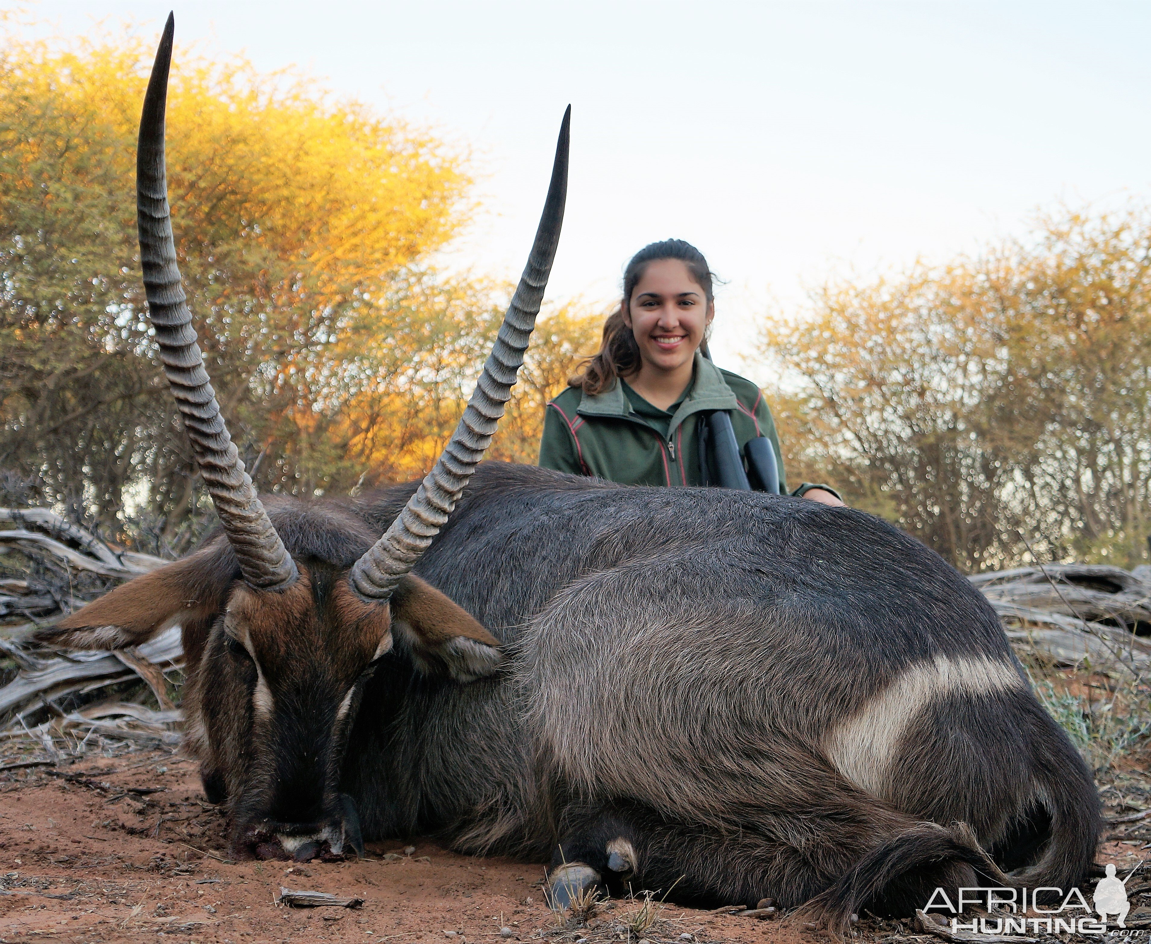 Waterbuck - Namibia