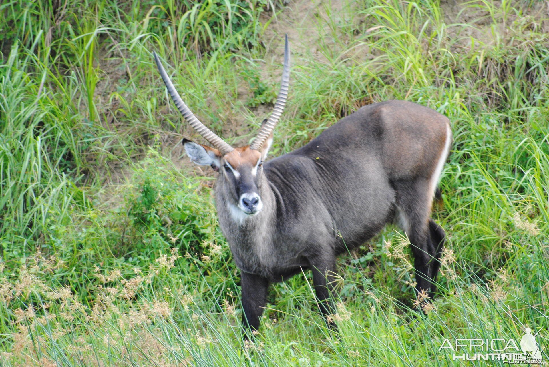 Waterbuck on the banks of the Nile