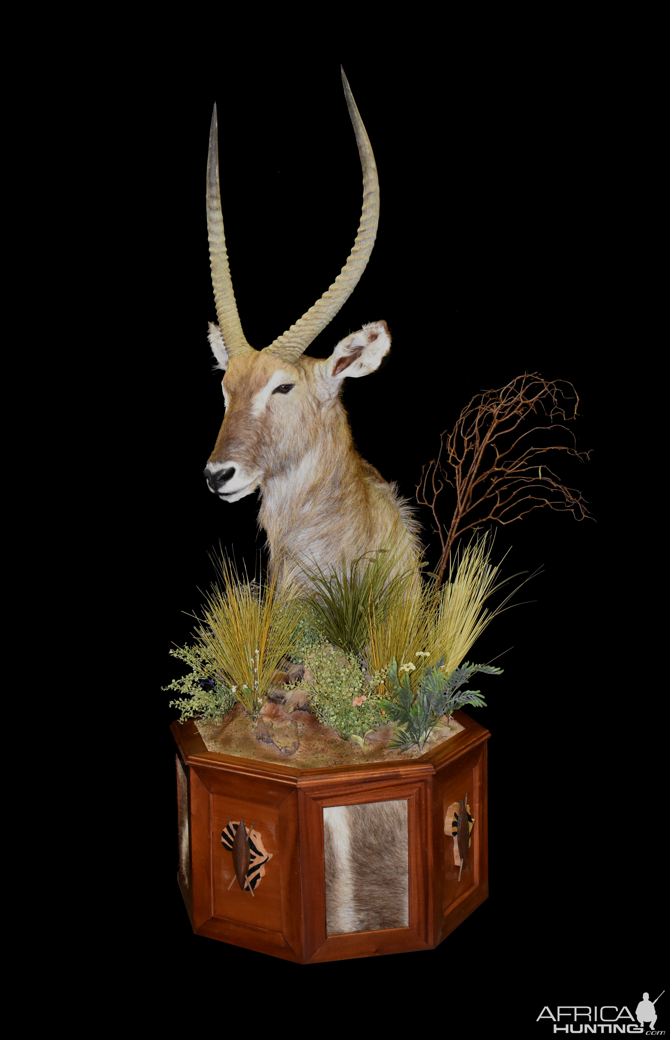 Waterbuck Pedestal Mount Taxidermy