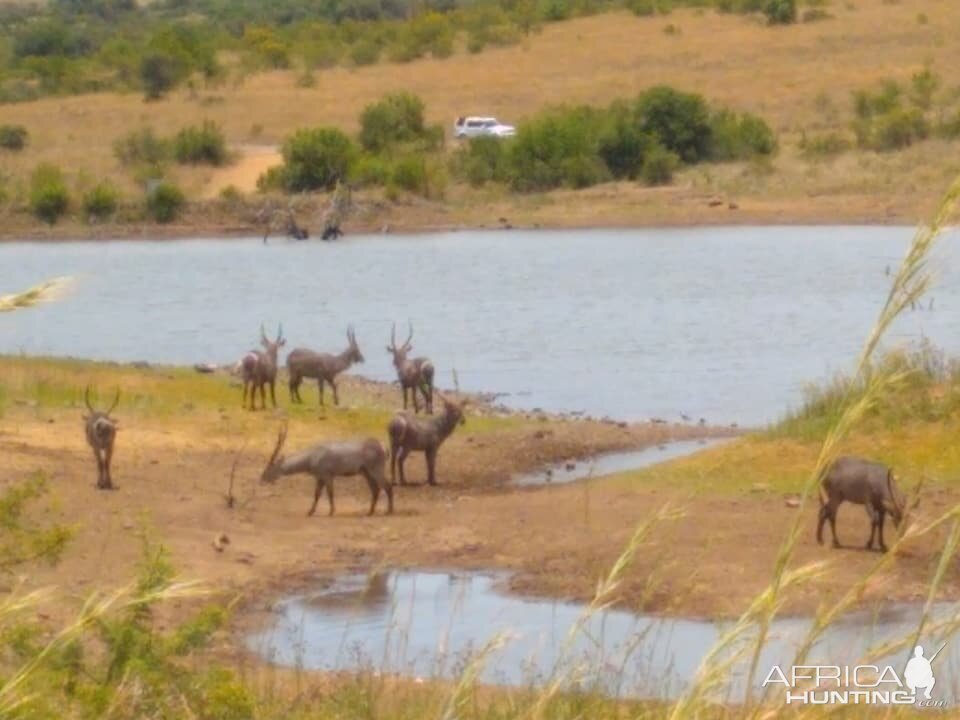 Waterbuck Pilanesberg Park South Africa