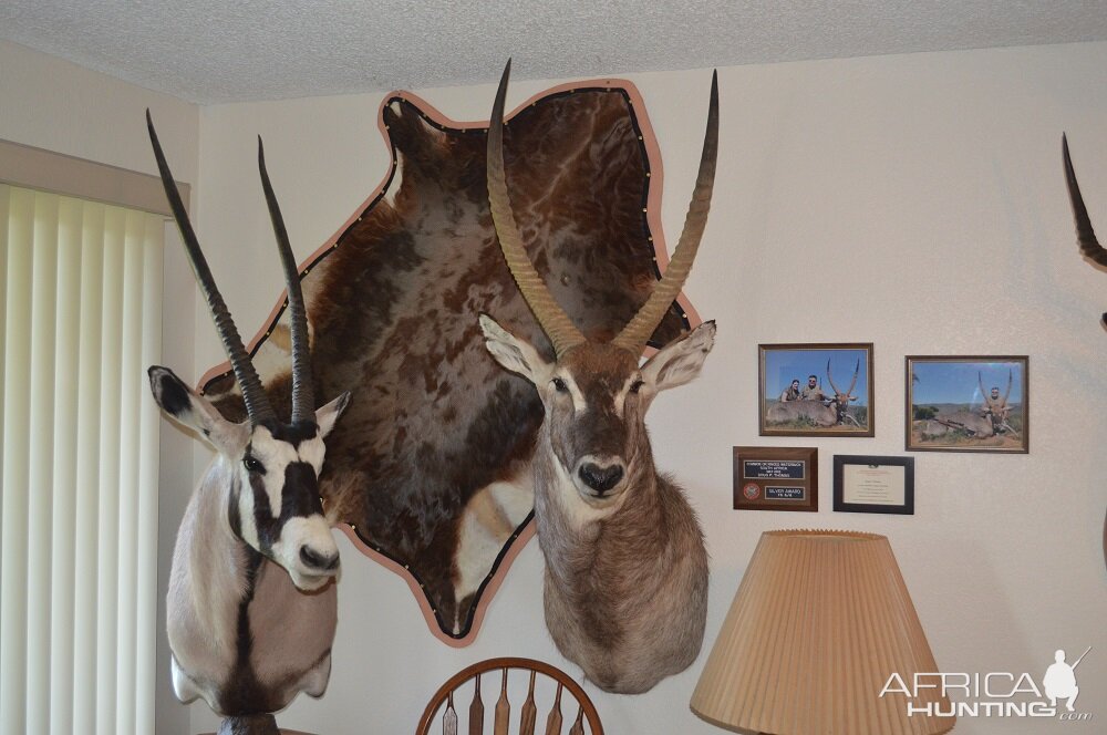 Waterbuck Shoulder Mount & Gemsbok Pedestal Mount Taxidermy