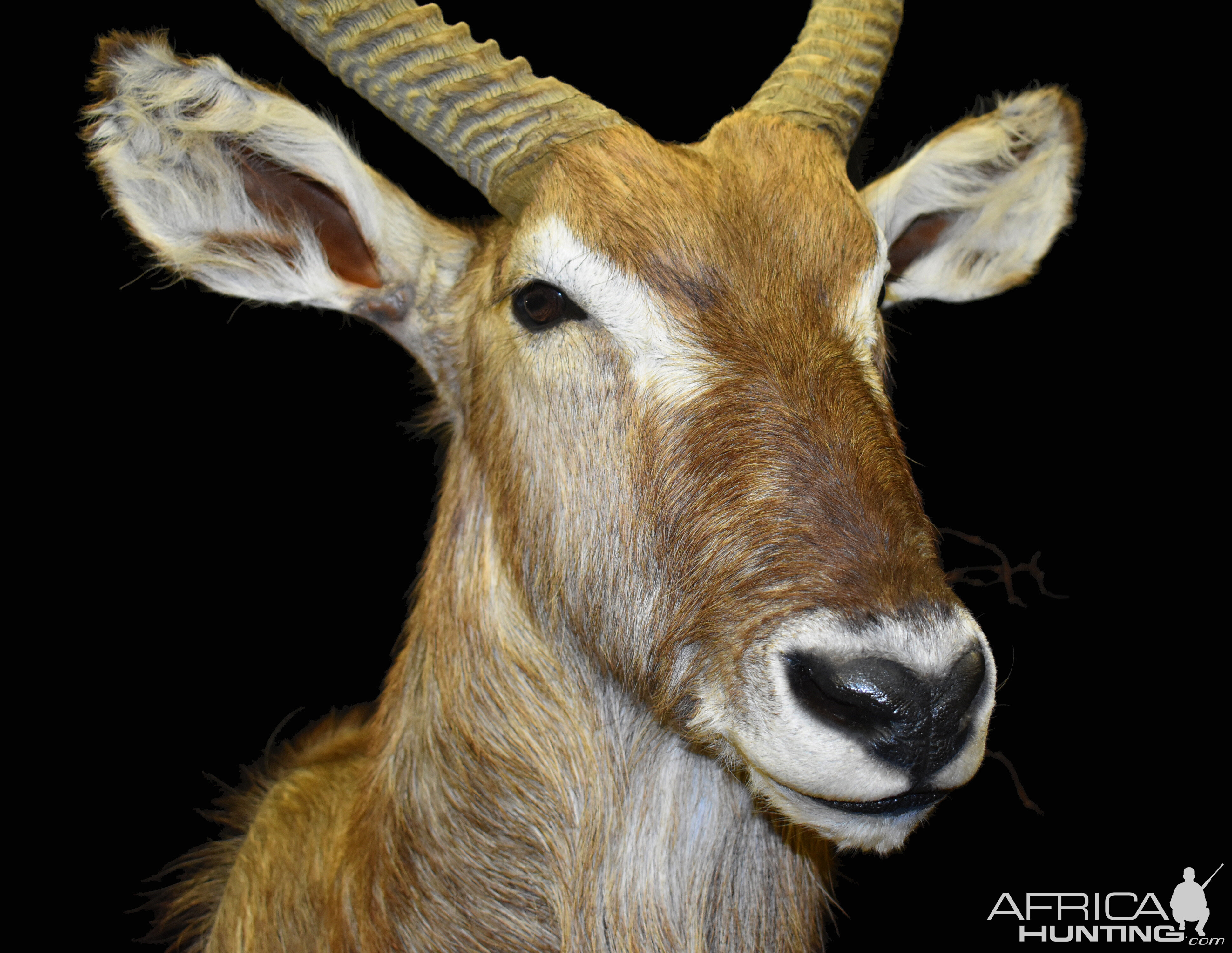 Waterbuck Shoulder Mount Pedestal Taxidermy