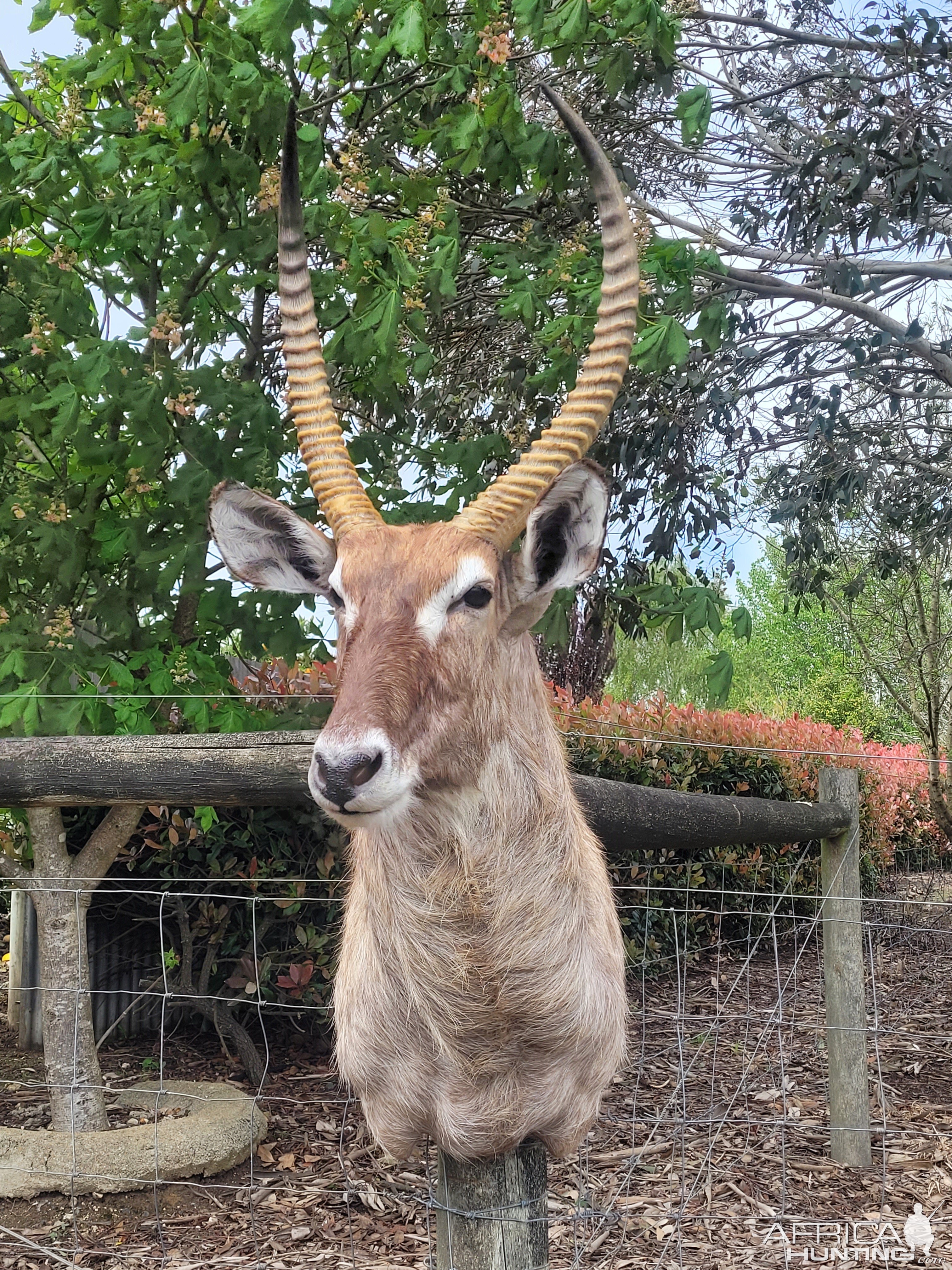 Waterbuck Shoulder mount Taxidermy