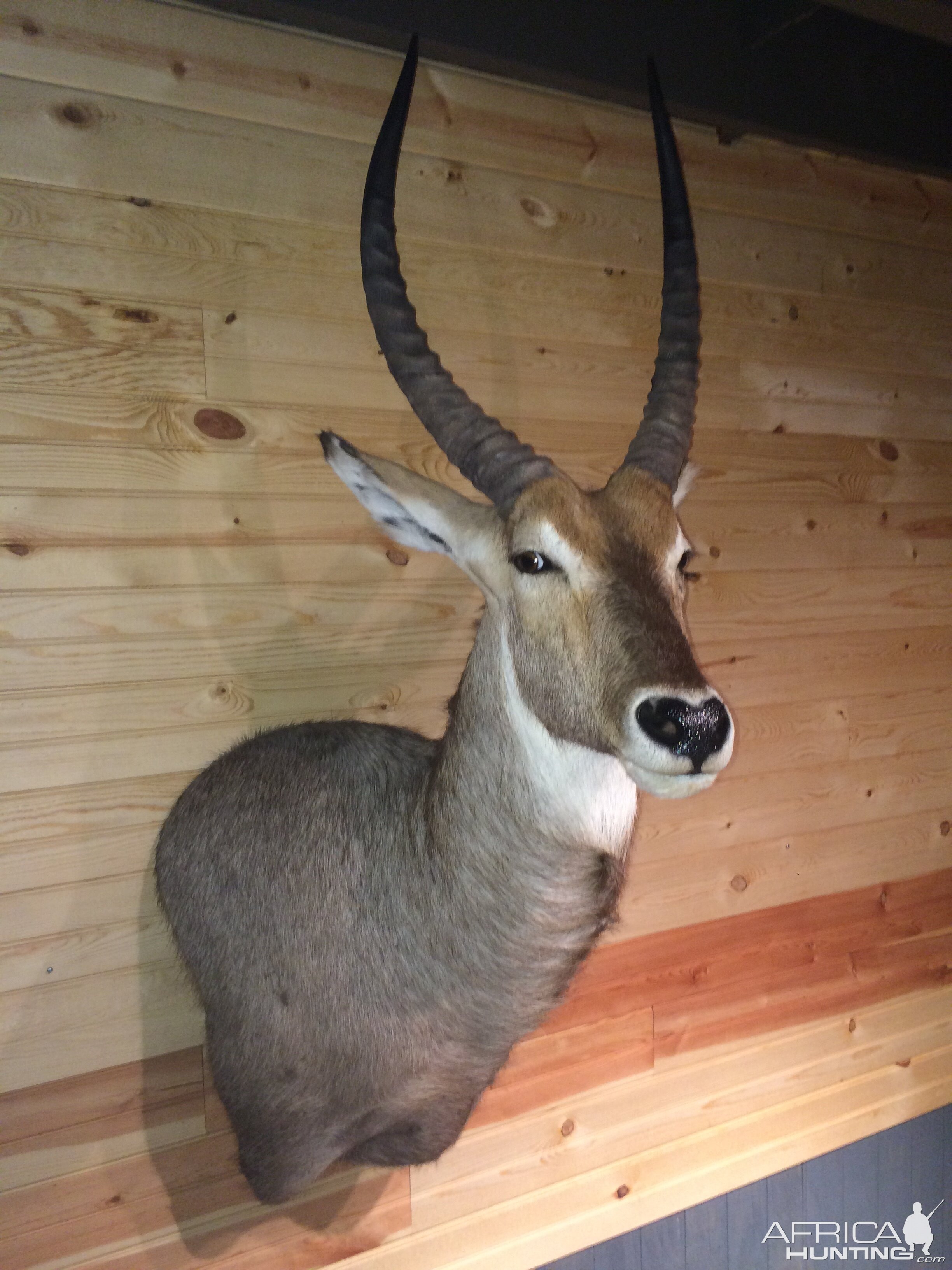 Waterbuck Shoulder Mount Taxidermy