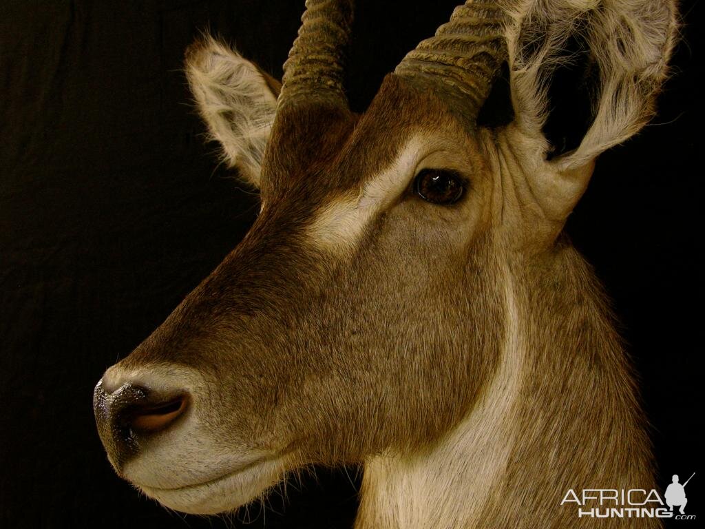 Waterbuck Shoulder Mount Taxidermy