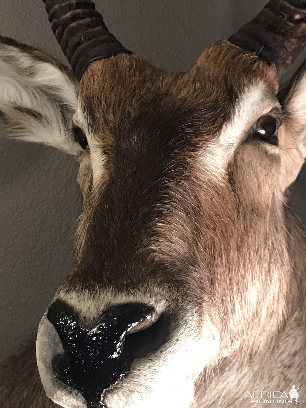 Waterbuck Shoulder Mount Taxidermy