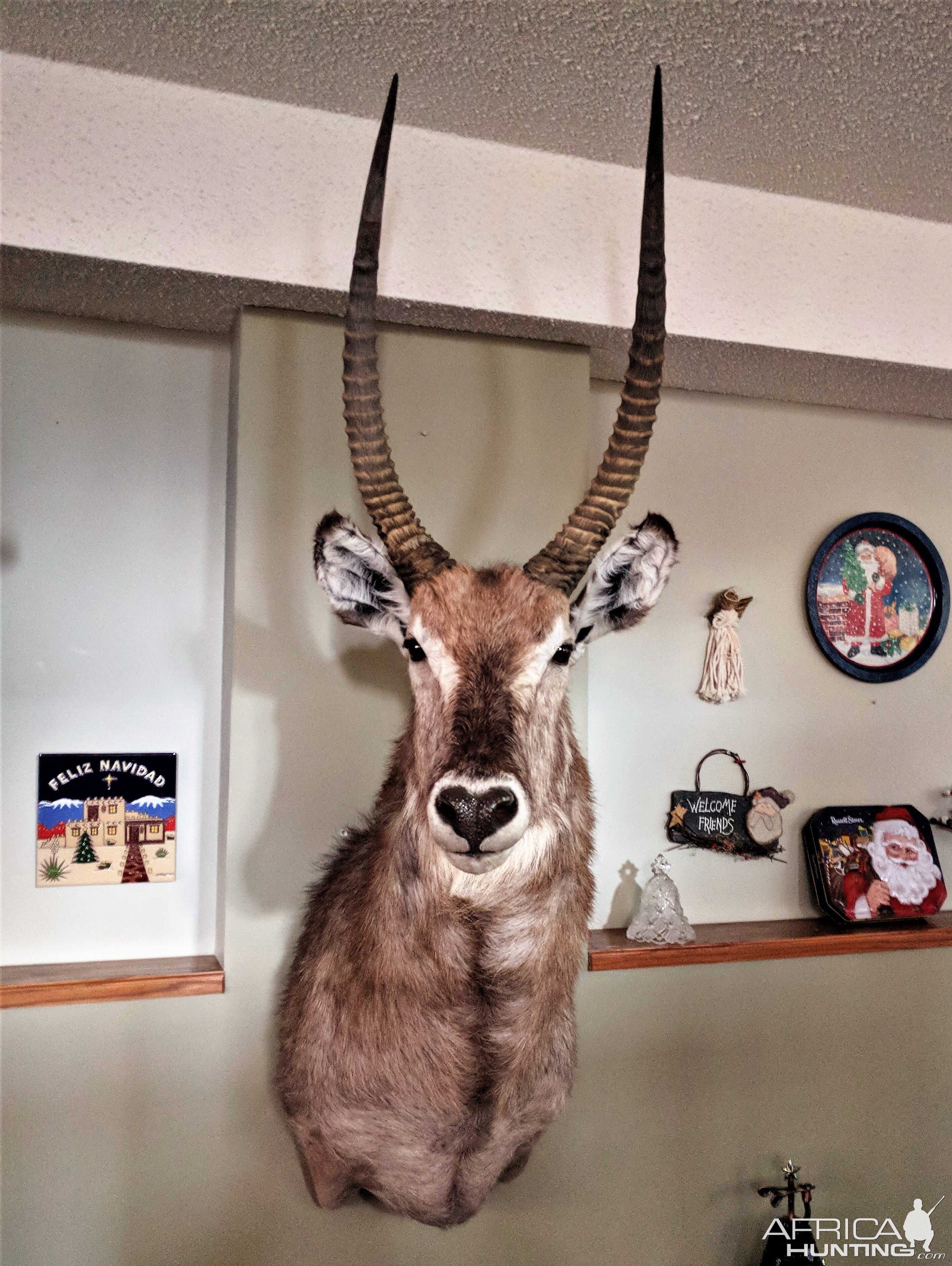 Waterbuck Shoulder Mount Taxidermy