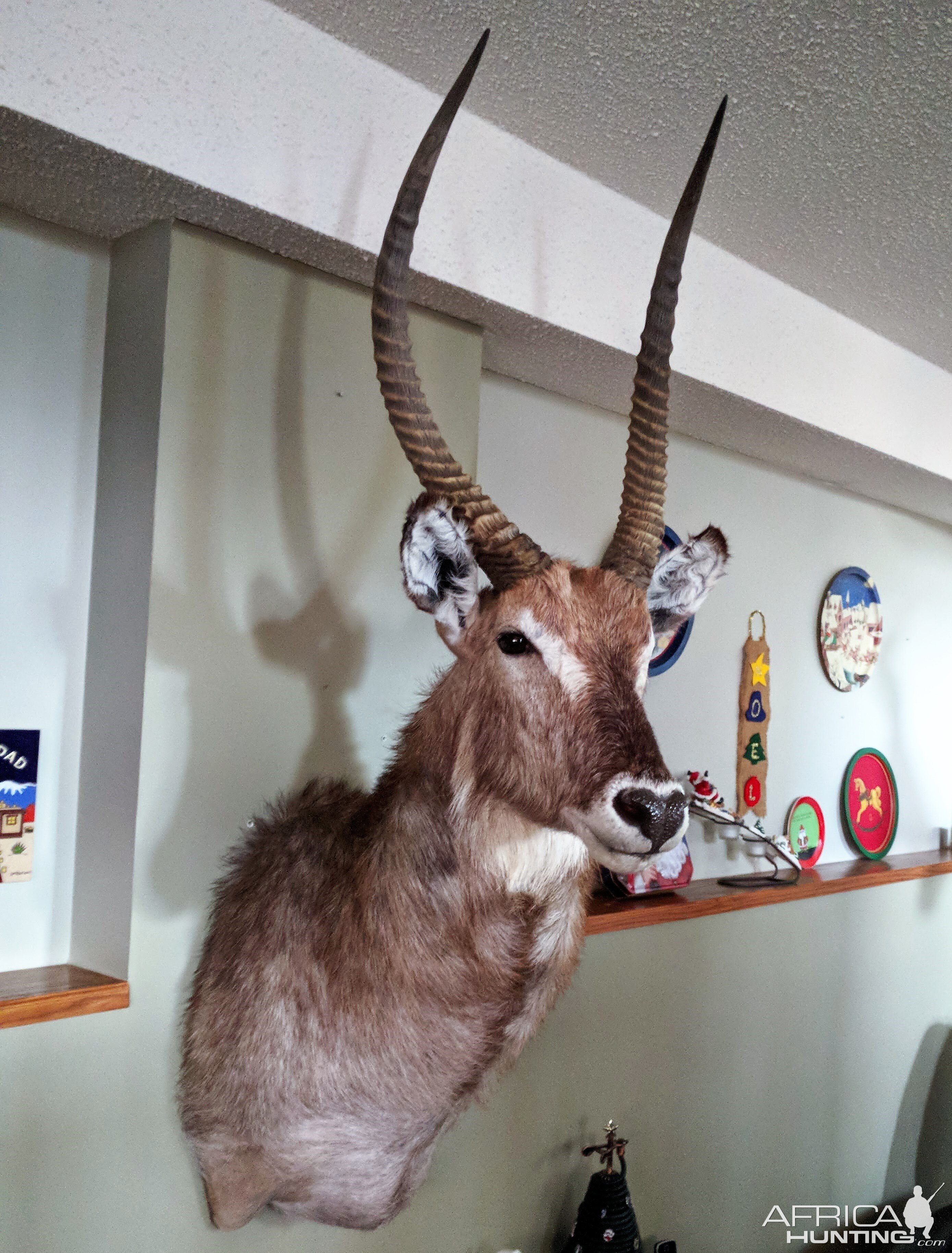 Waterbuck Shoulder Mount Taxidermy