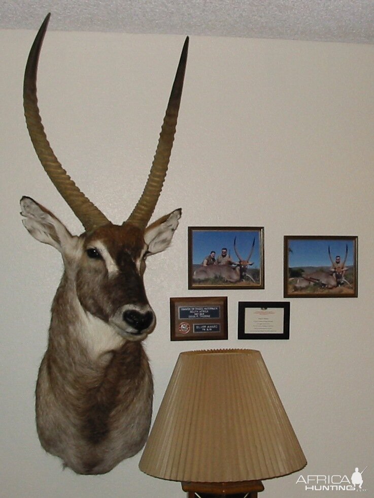 Waterbuck Shoulder Mount Taxidermy