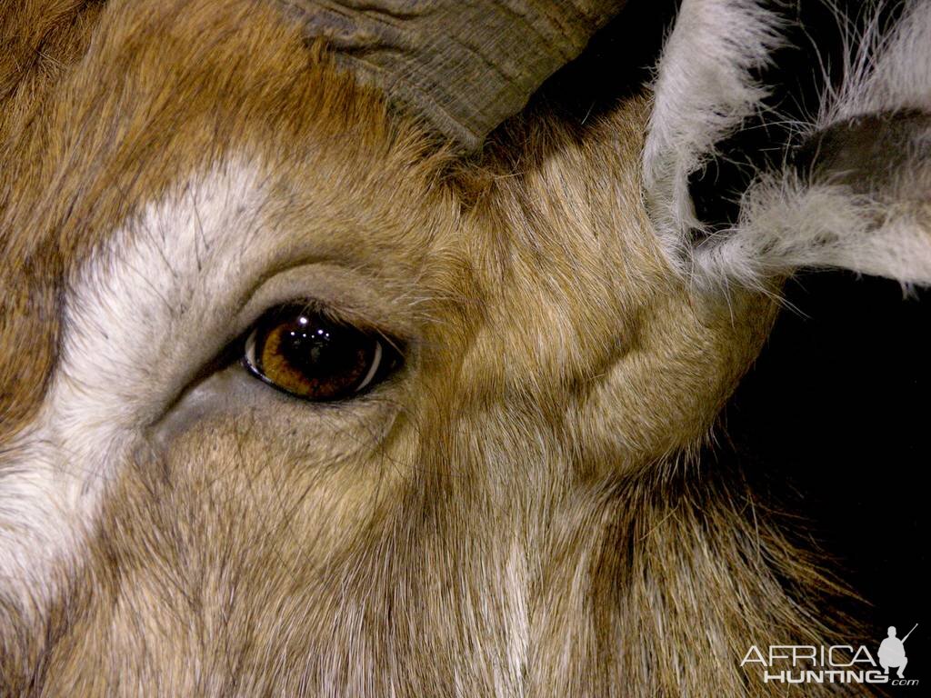 Waterbuck Shoulder Mount Taxidermy