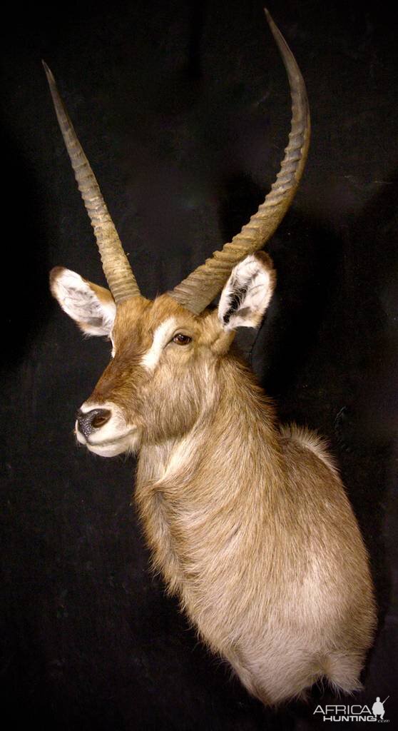 Waterbuck Shoulder Mount Taxidermy