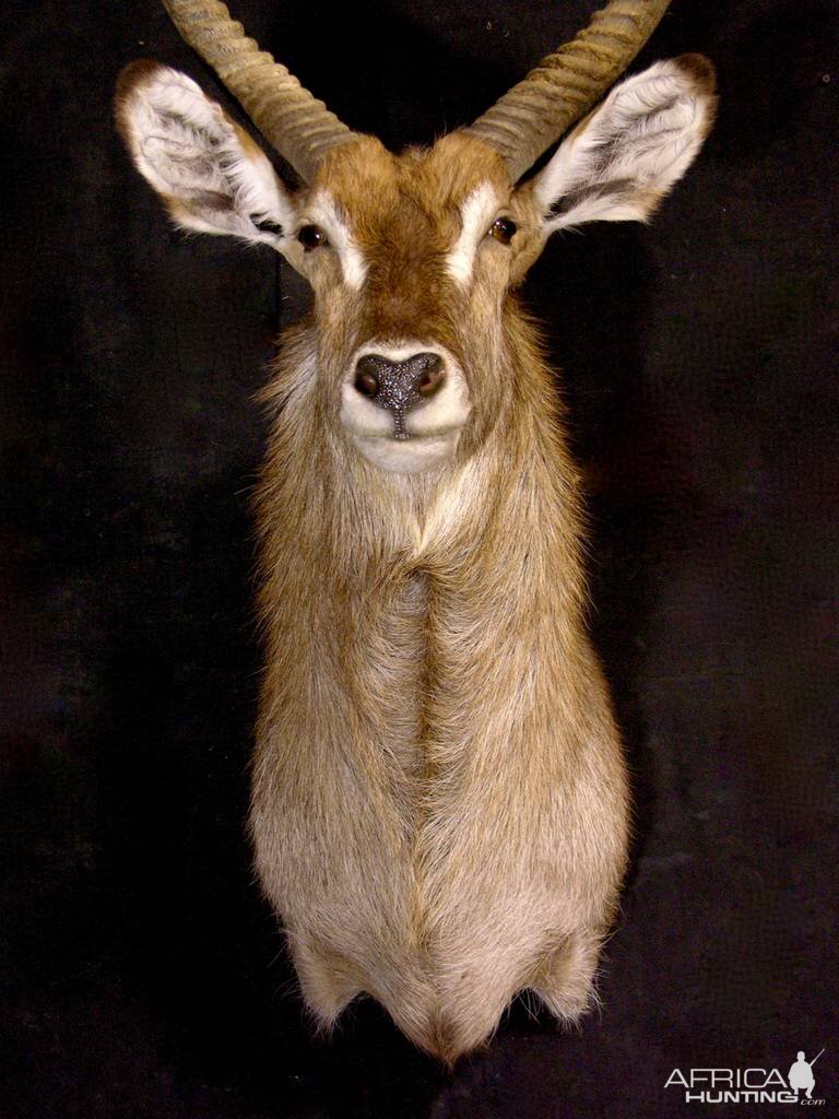 Waterbuck Shoulder Mount Taxidermy