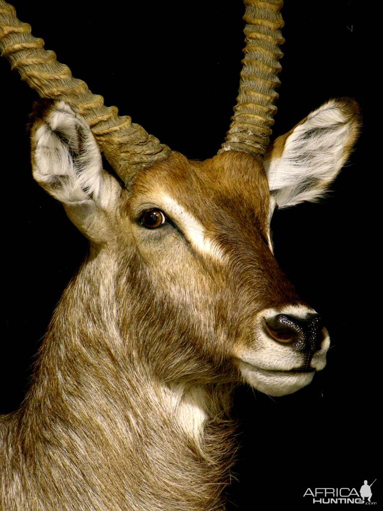 Waterbuck Shoulder Mount Taxidermy