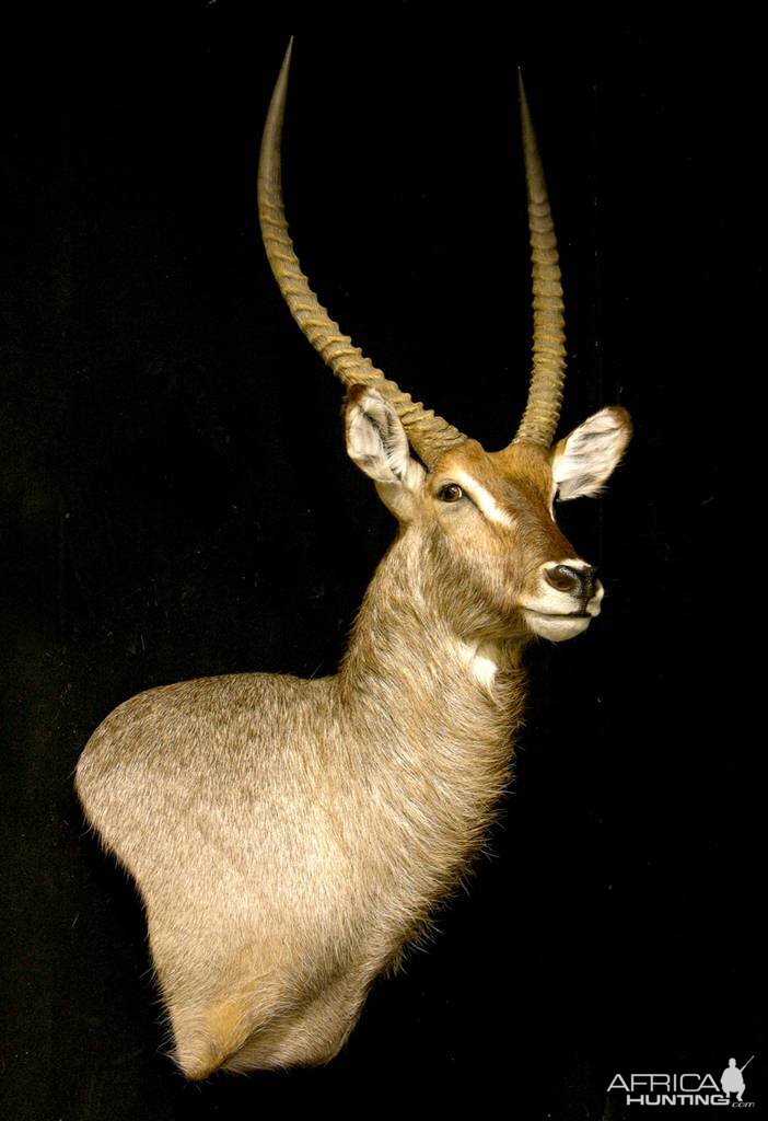 Waterbuck Shoulder Mount Taxidermy