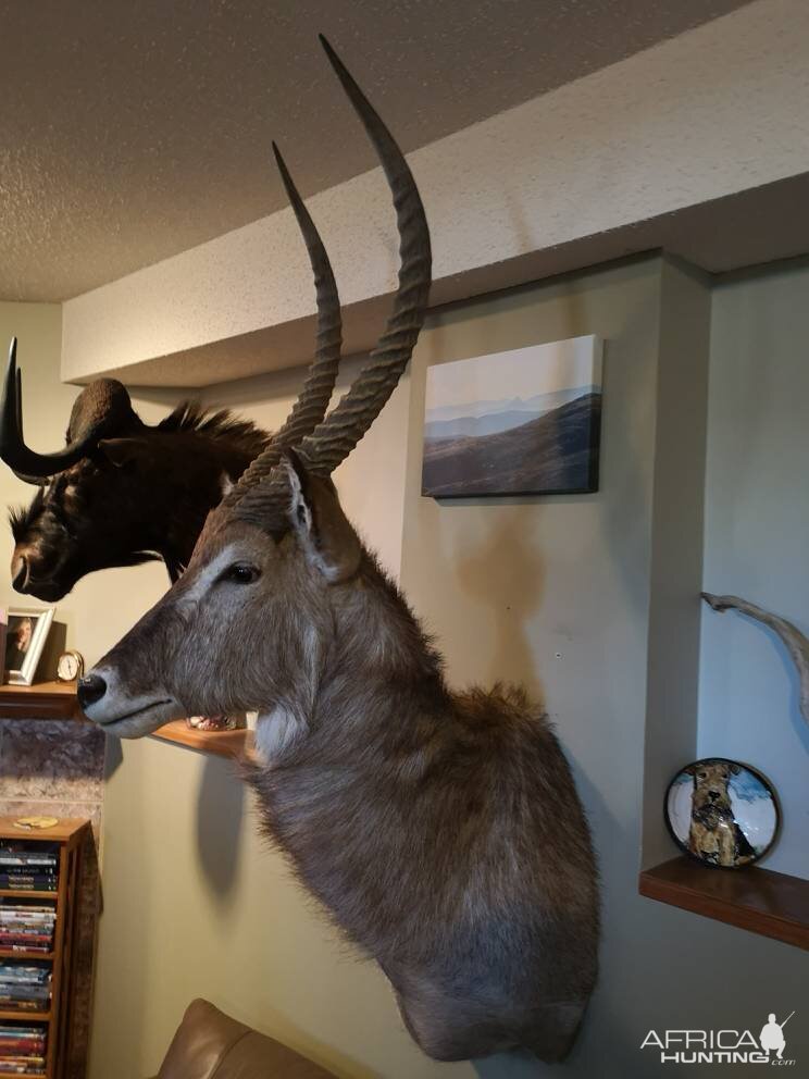 Waterbuck Shoulder Mount Taxidermy