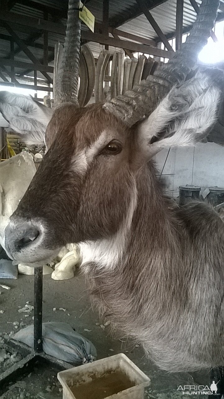 Waterbuck Shoulder Mount Taxidermy