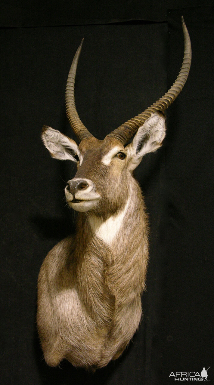 Waterbuck Shoulder Mount Taxidermy